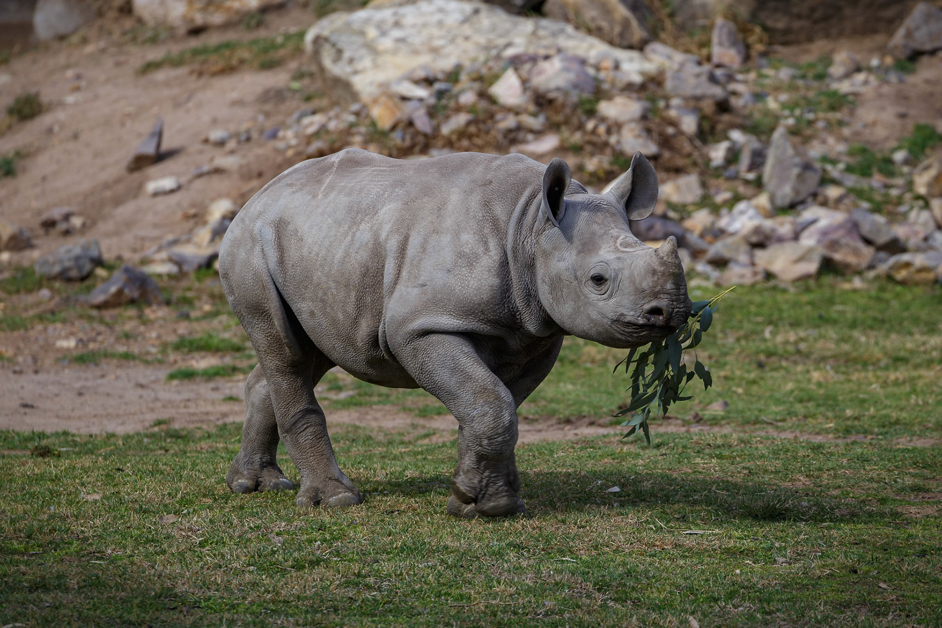 Baby Black Rhinoceros at Dubbo Zoo in Dubbo, Australia