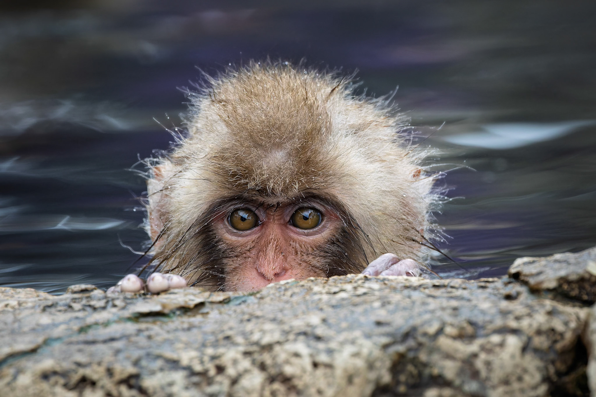 Baby Japanese macaque (Snow Monkey) at Jigokudani Yaen-Koen, Japan