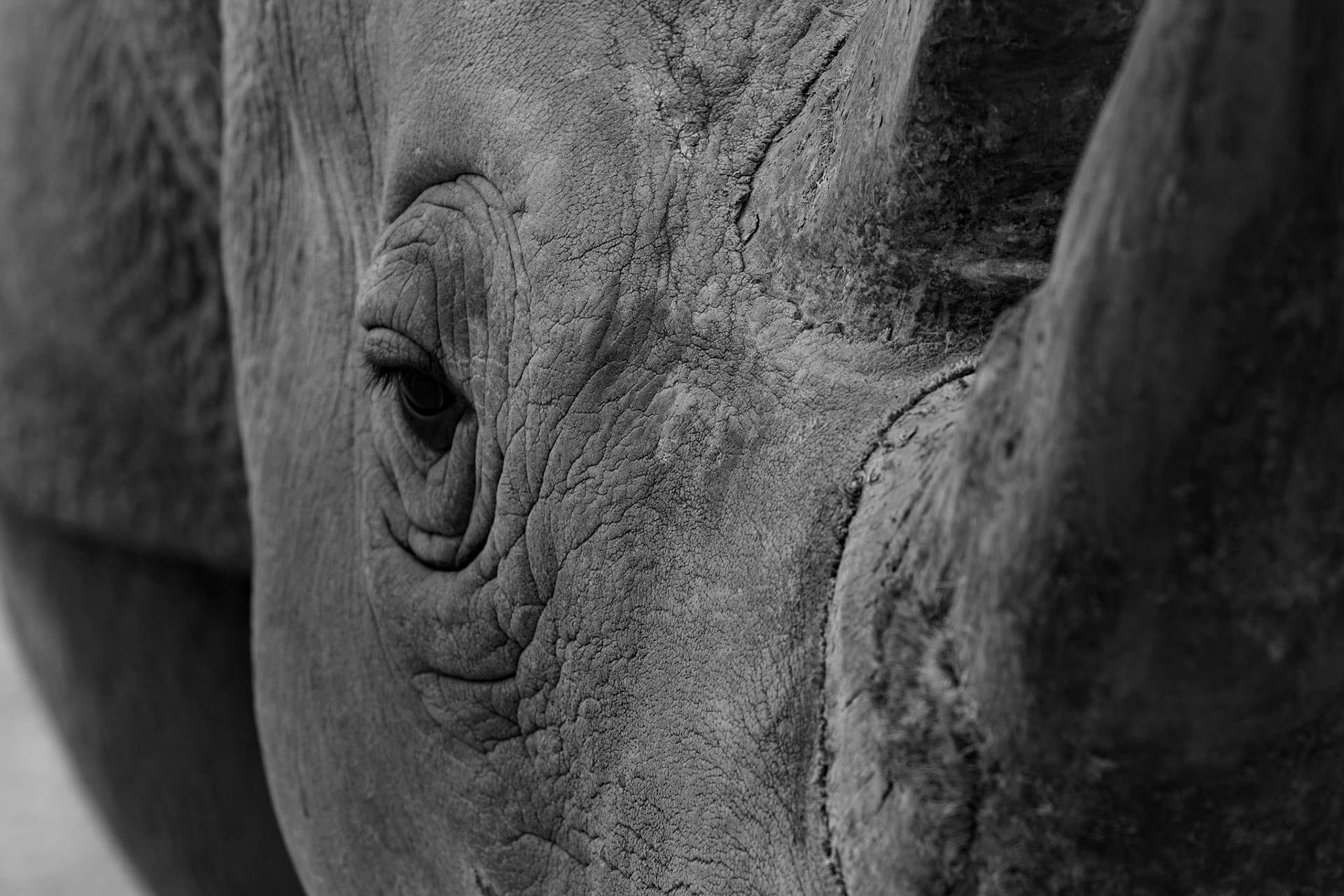 Southern White Rhinoceros at the Monarto Zoo, South Australia, Australia