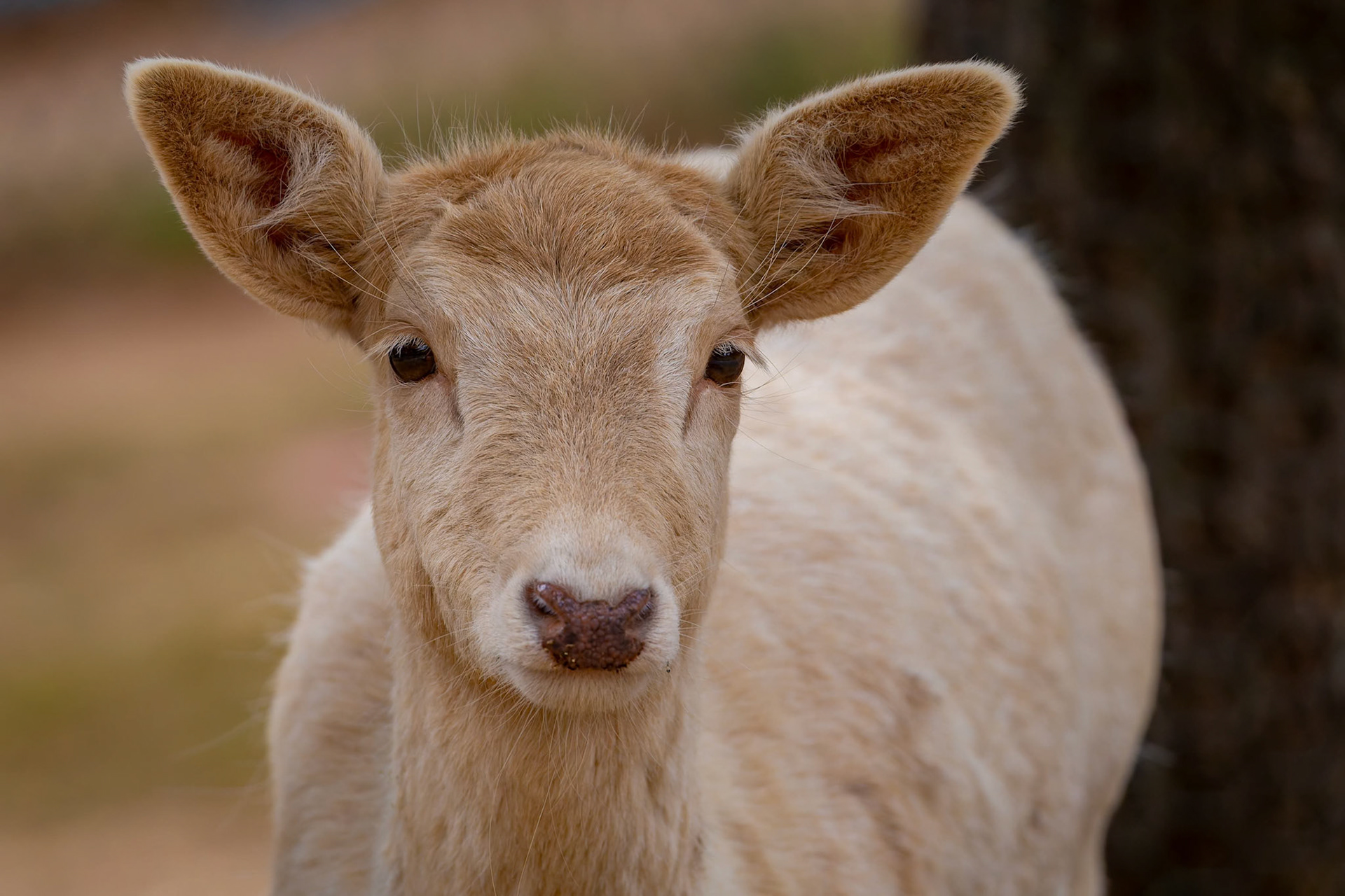 Fallow Deer at National Zoo &amp; Aquarium in Canberra, Australia