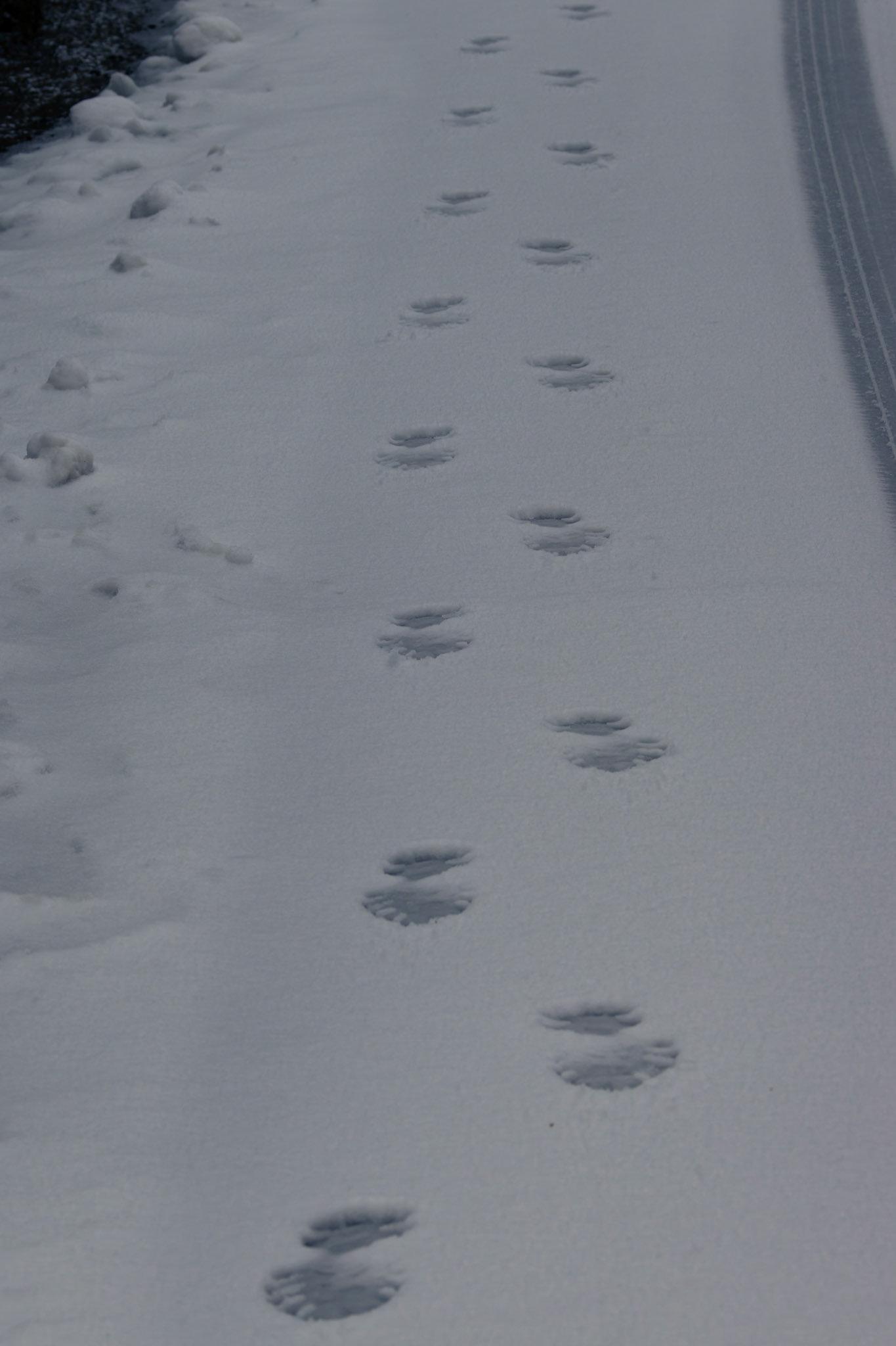 Walking around Peppers Cradle Mountain Lodge at Cradle Mounntain in Tasmania, Australia