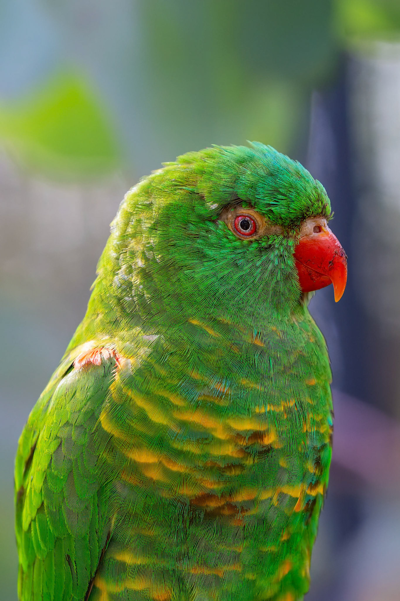 Scaly-Breasted Lorikeet at Healesville Sanctuary in Healesville, Australia