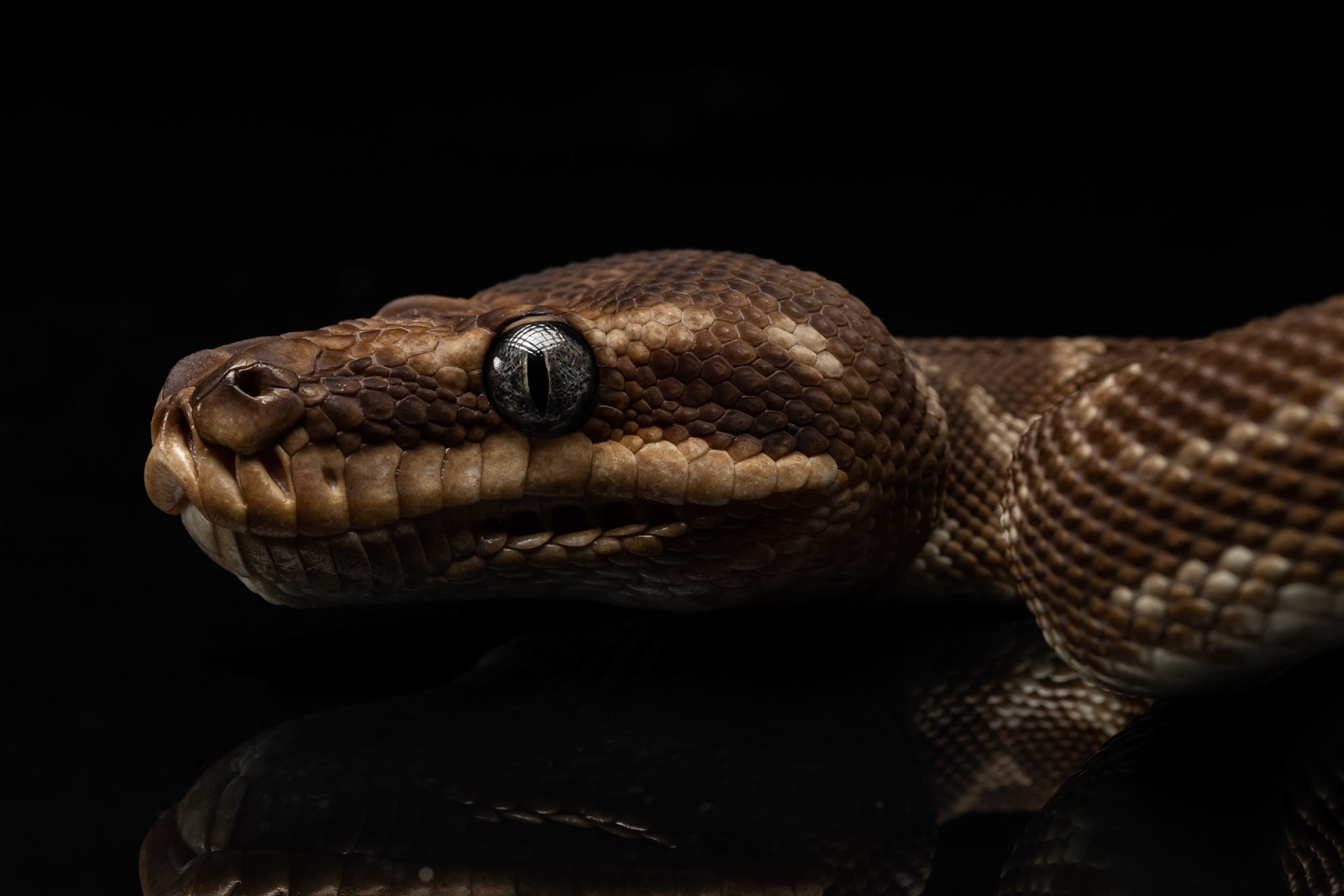 Tinkerbell the Rough-Scaled Python at the Canon Collective, Studio Wildlife Portraits &amp; Macro Photography