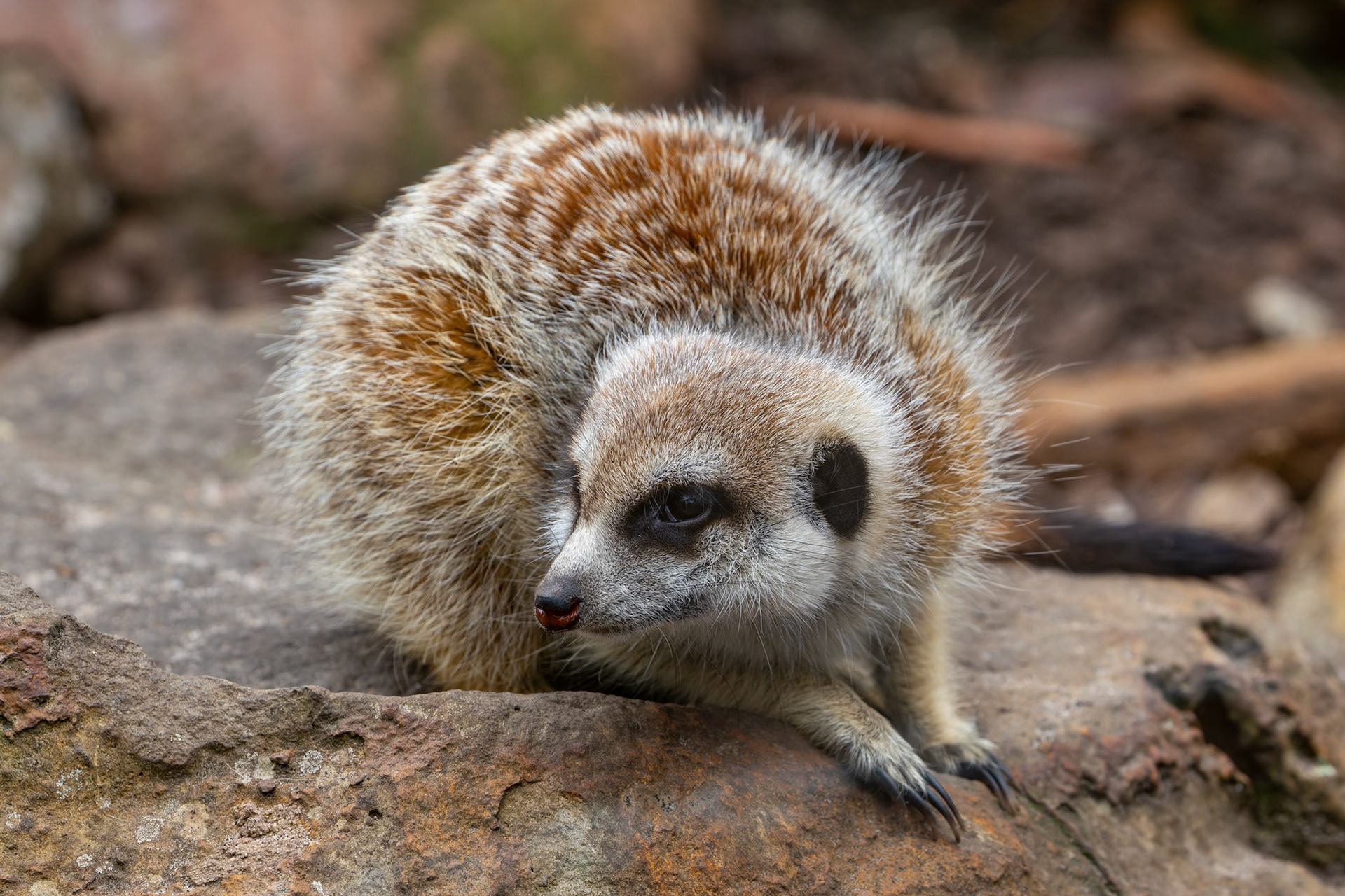 Meerkat at Halls Gap Zoo in Halls Gap Victoria, Australia