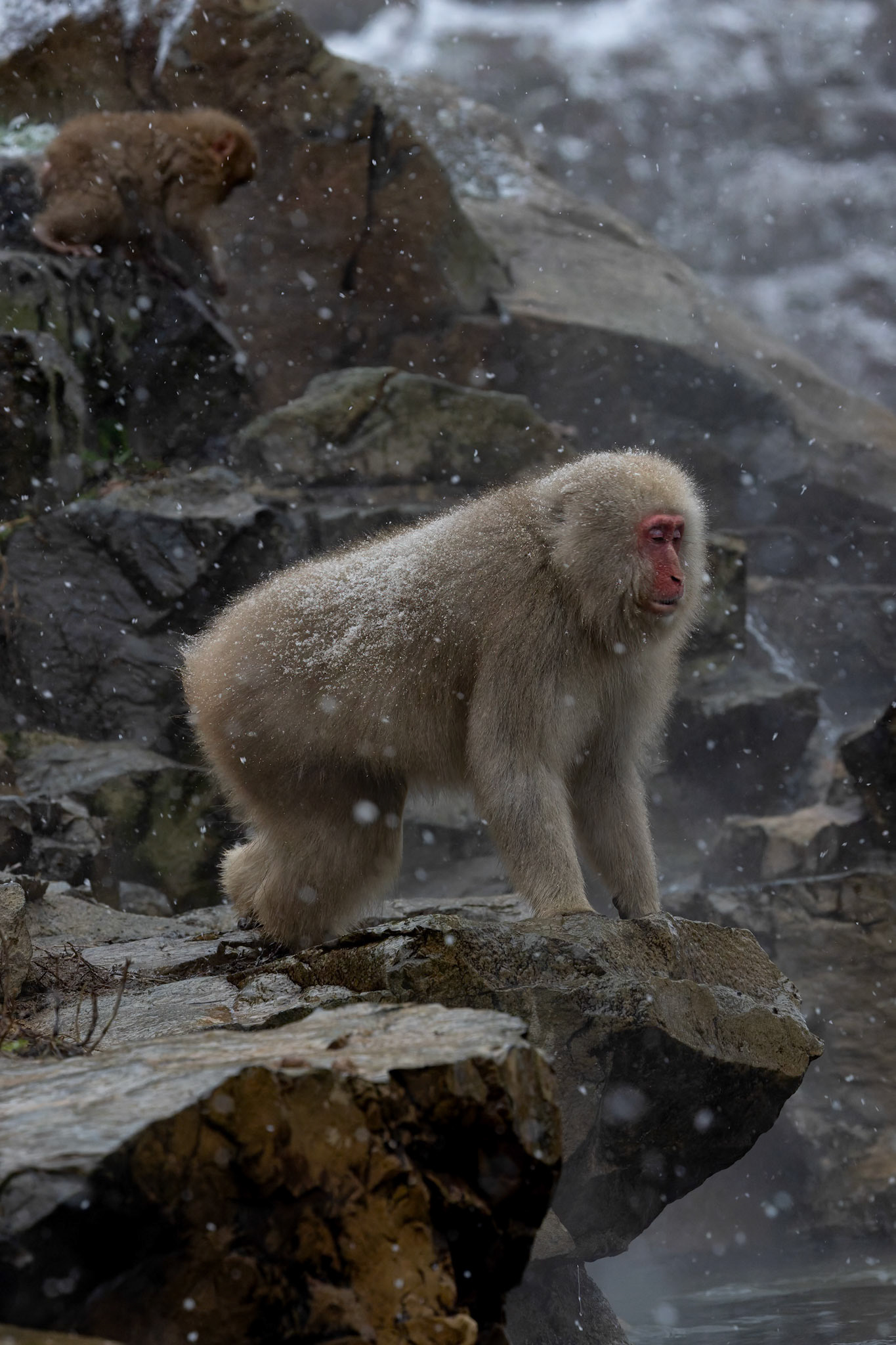 Japanese Macaque (Snow Monkey) at Jigokudani Yaen-Koen, Japan
