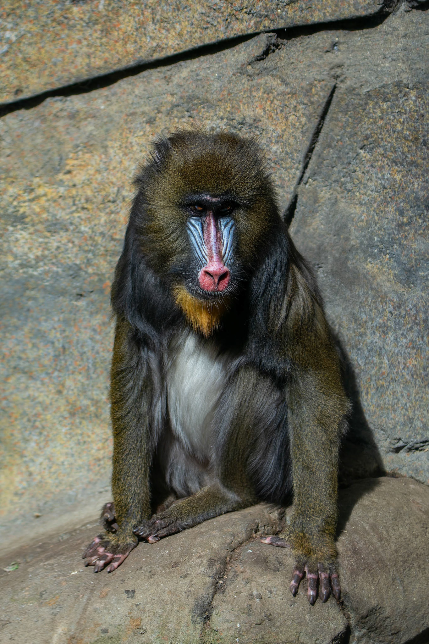 Mandrill at the Melbourne Zoo in Melbourne, Australia