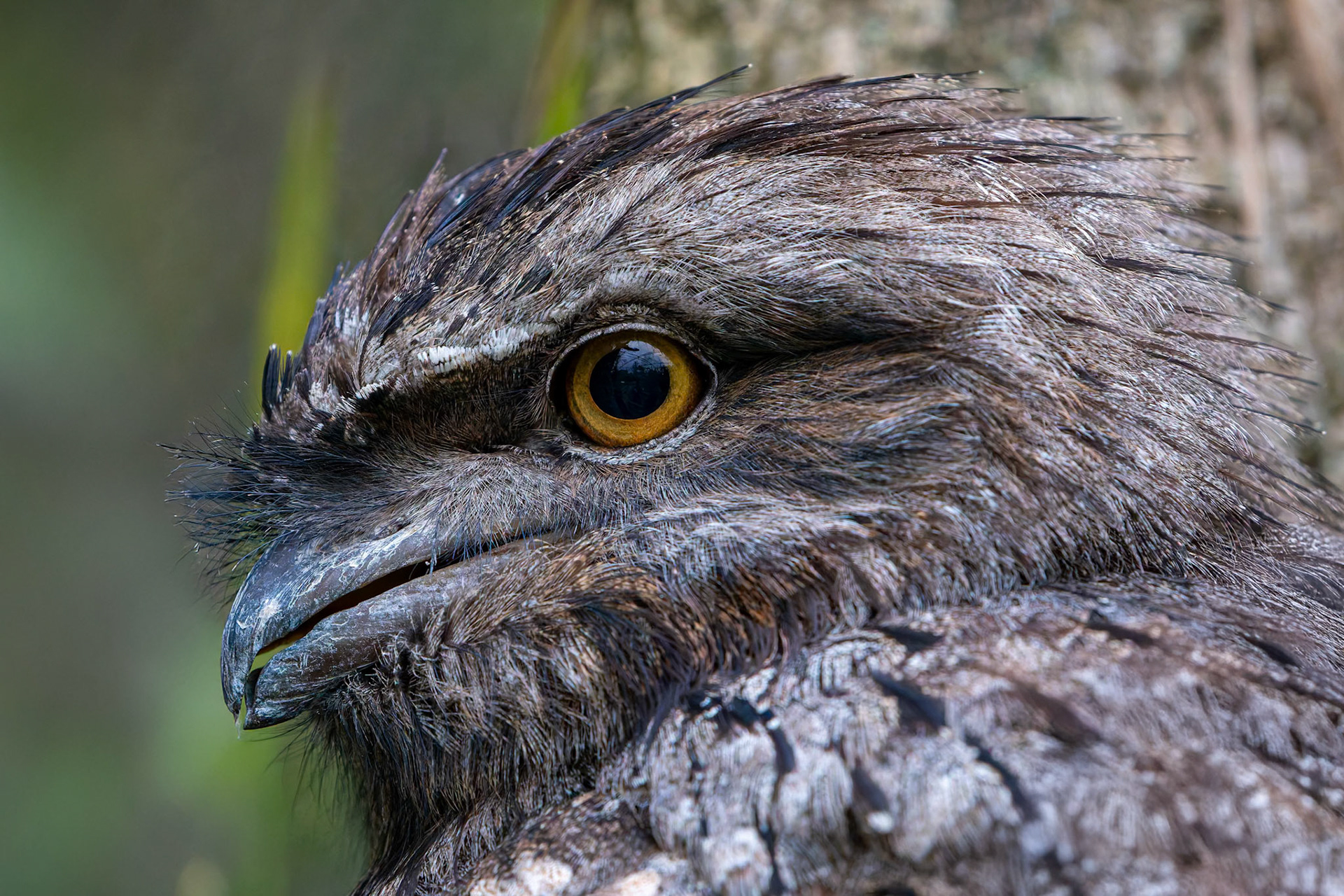 Tawny Frogmouth Owl at the Adelaide Zoo, South Australia, Australia