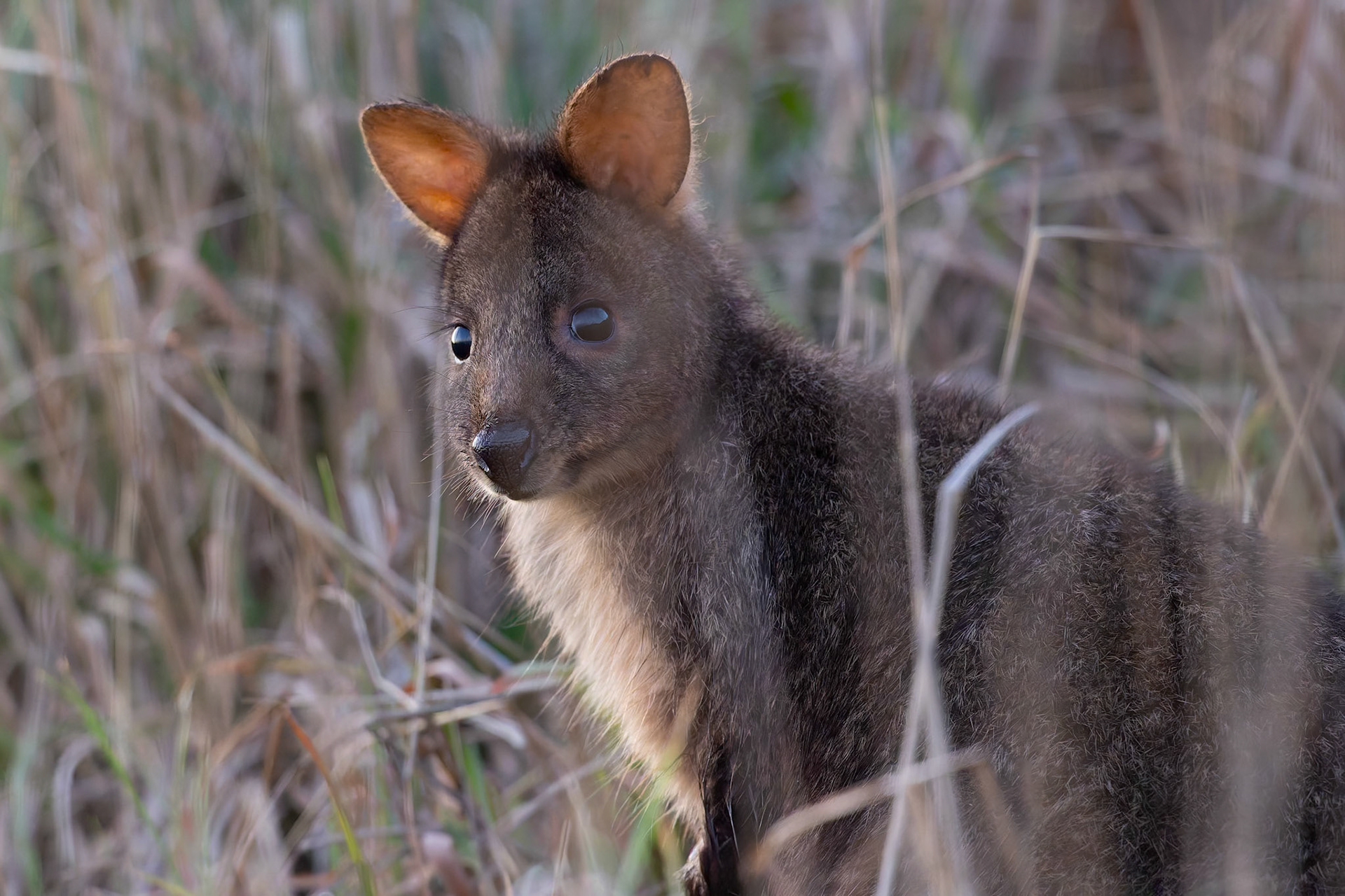 Wallaby at 'The Cove' outside of Devonport in Tasmania, Australia