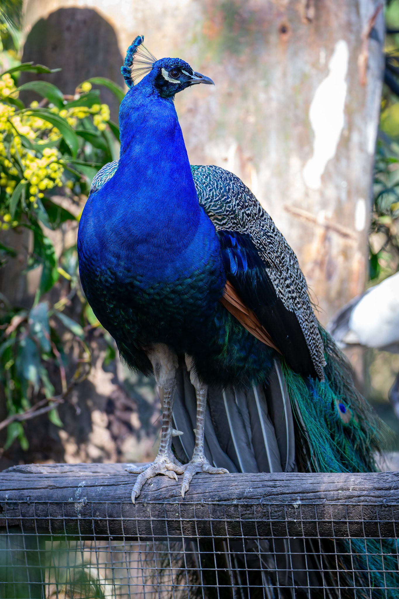 Peacock at the Gorge Wildlife Park, South Australia, Australia
