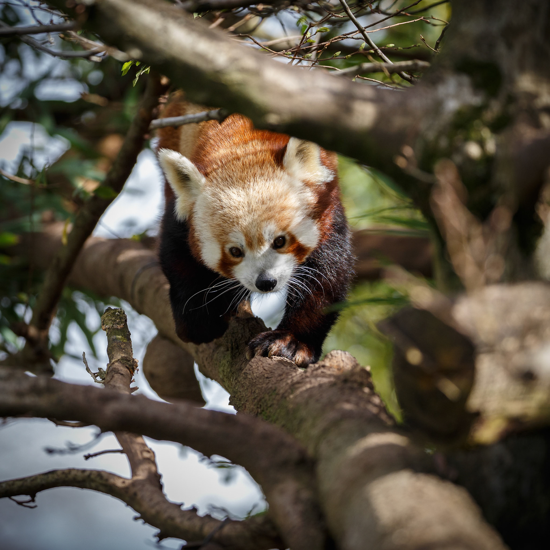 Red Panda at the Adelaide Zoo, South Australia, Australia