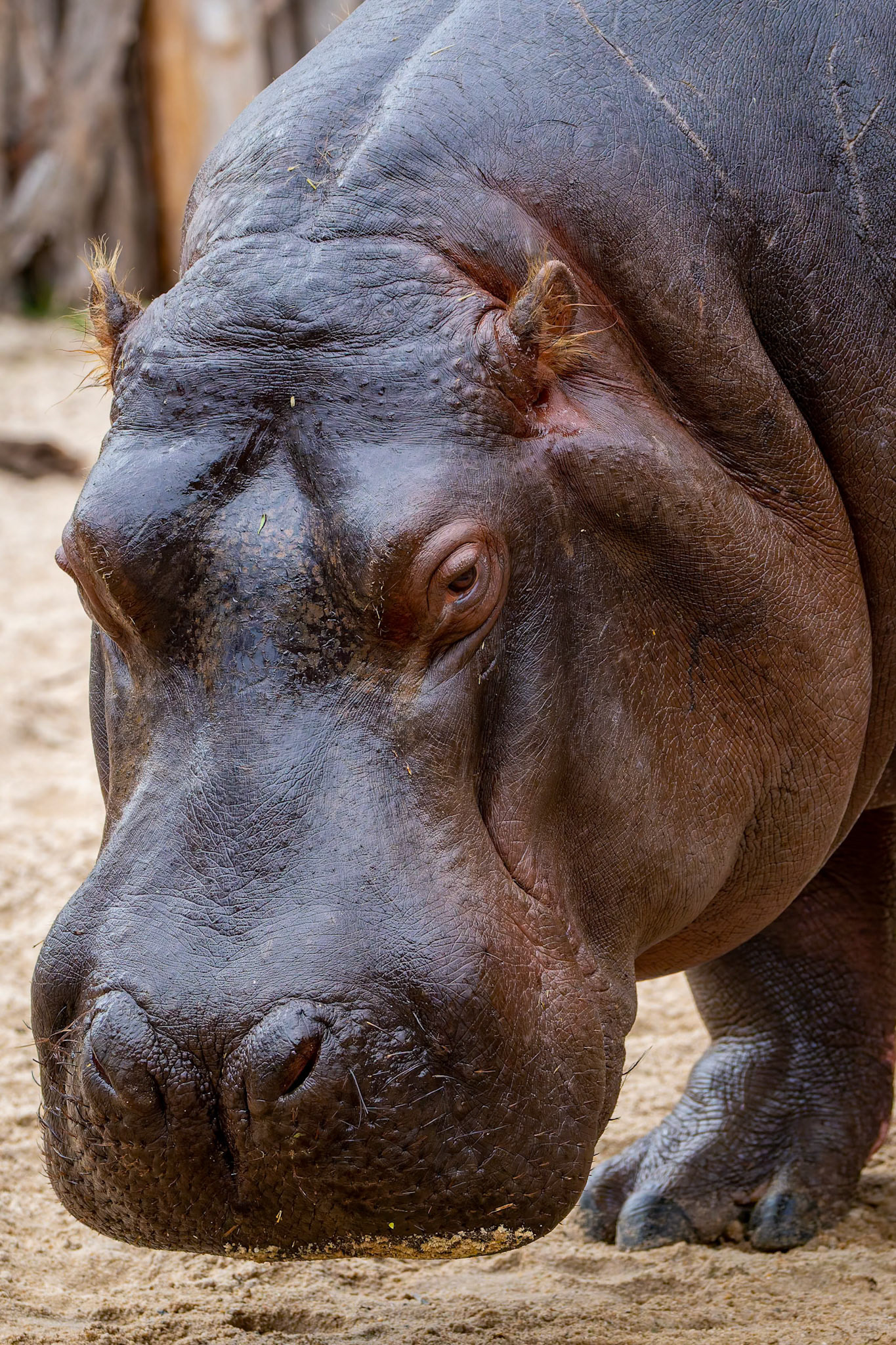 Hippopotamus at Werribee Open Range Zoo in Werribee South in Victoria, Australia