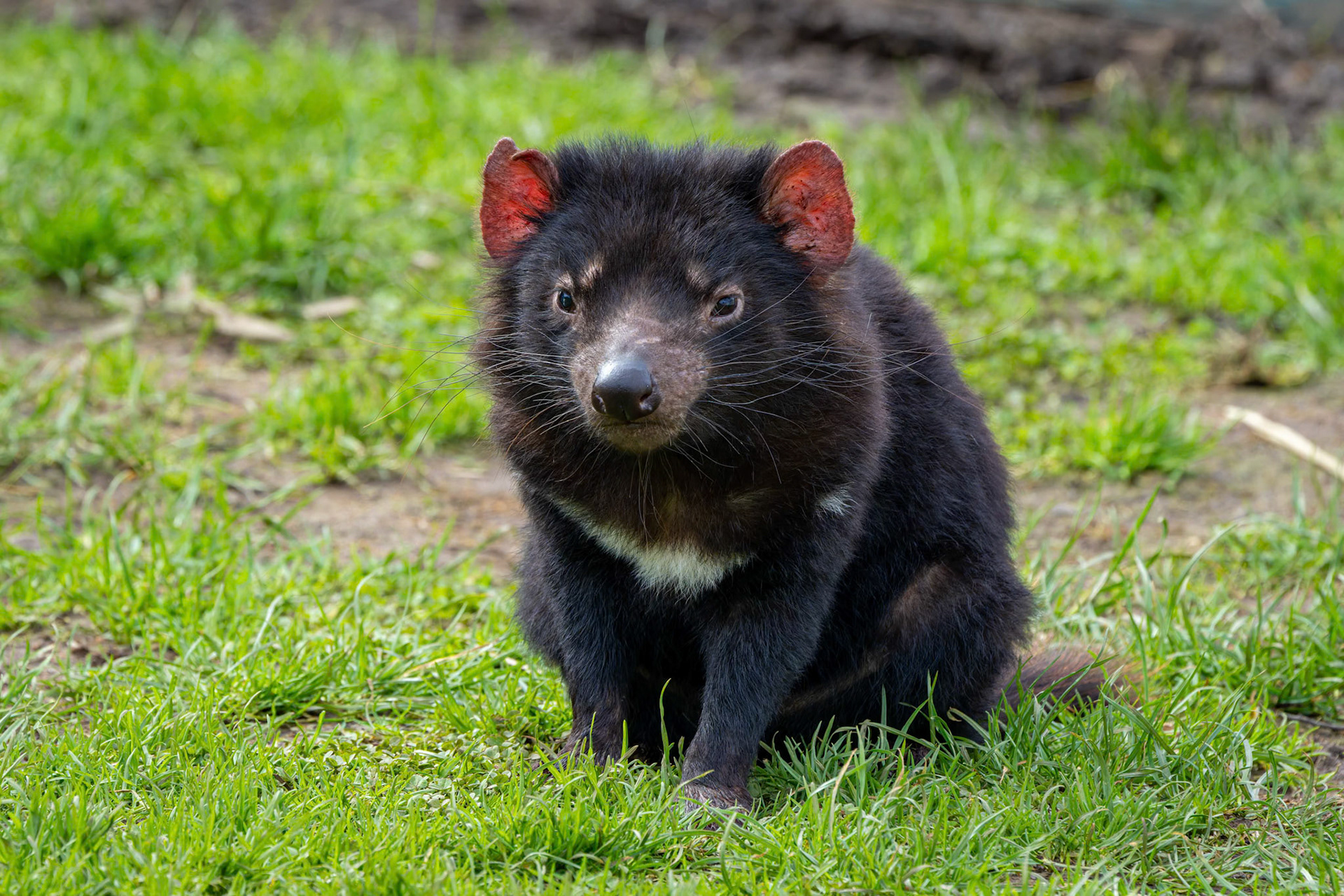 Tasmanian Devil at the Tasmanian Zoo outside of Launceston in Tasmania, Australia