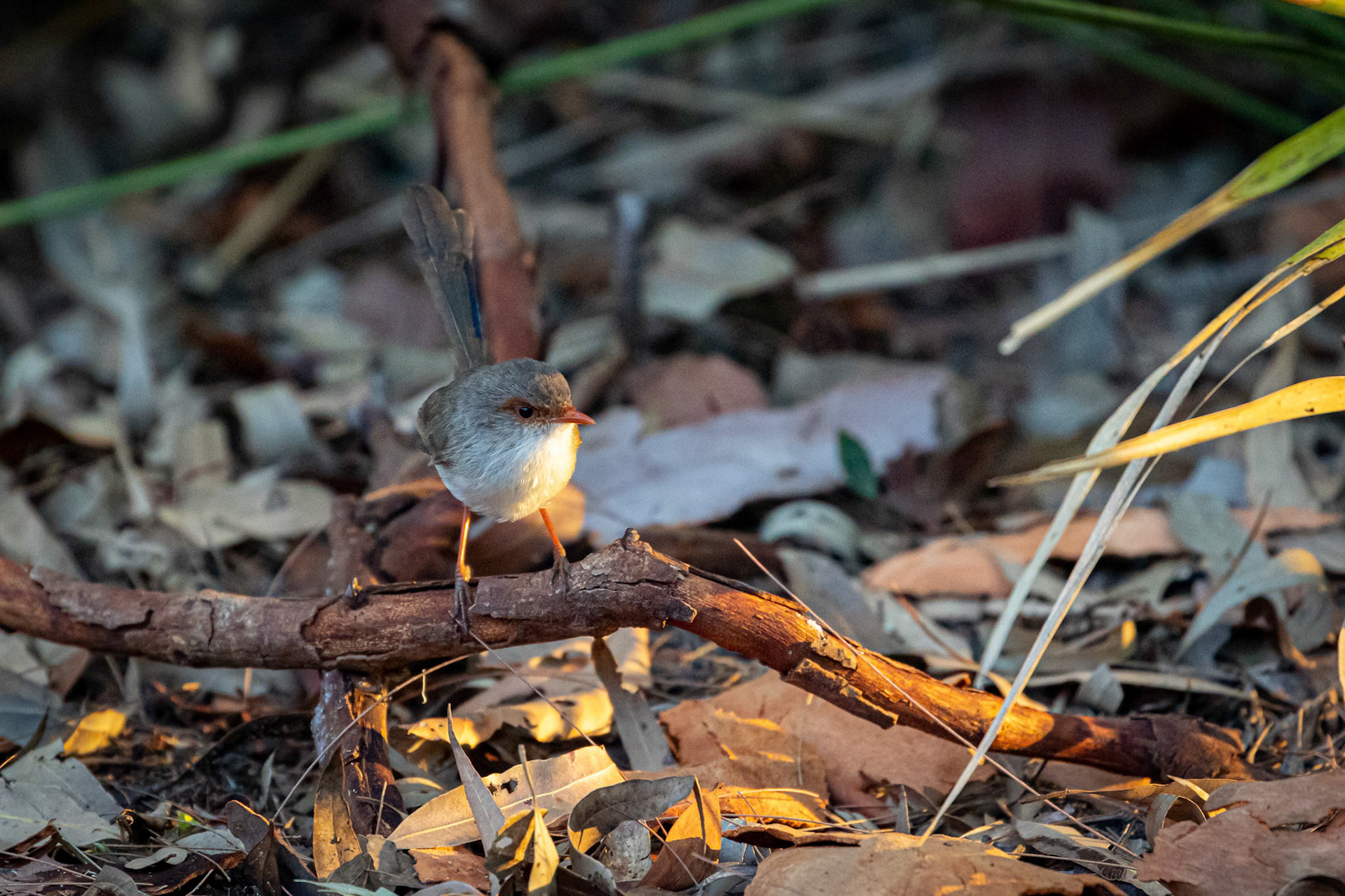 A female Superb Fairy Wren at Berrinba Reserve in Queensland, Australia