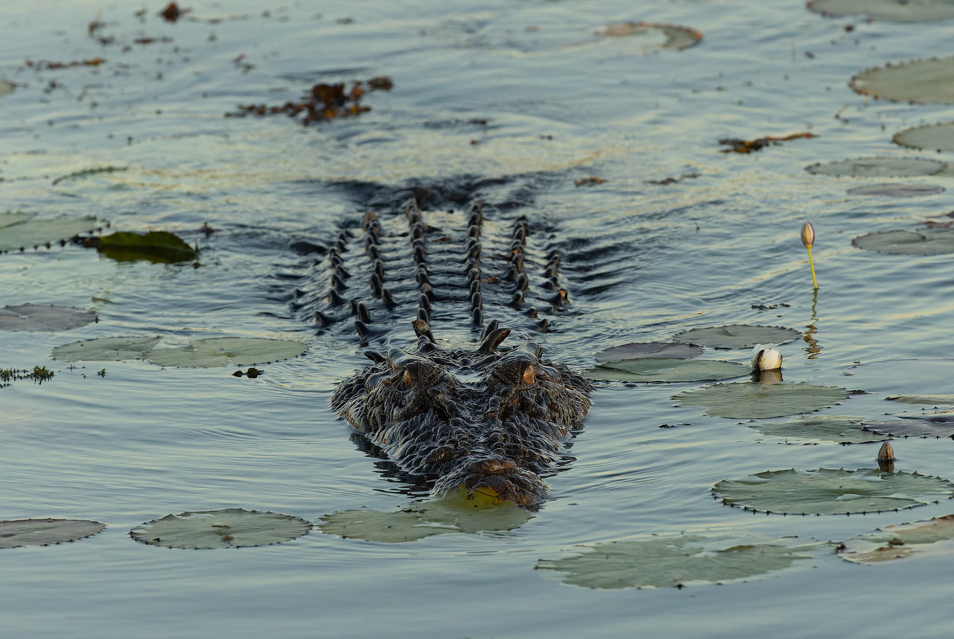 Crocodile hunting for it's next meal at Yellow Water (Ngurrungurrudjba) in Kakadu, Northern Territory, Australia