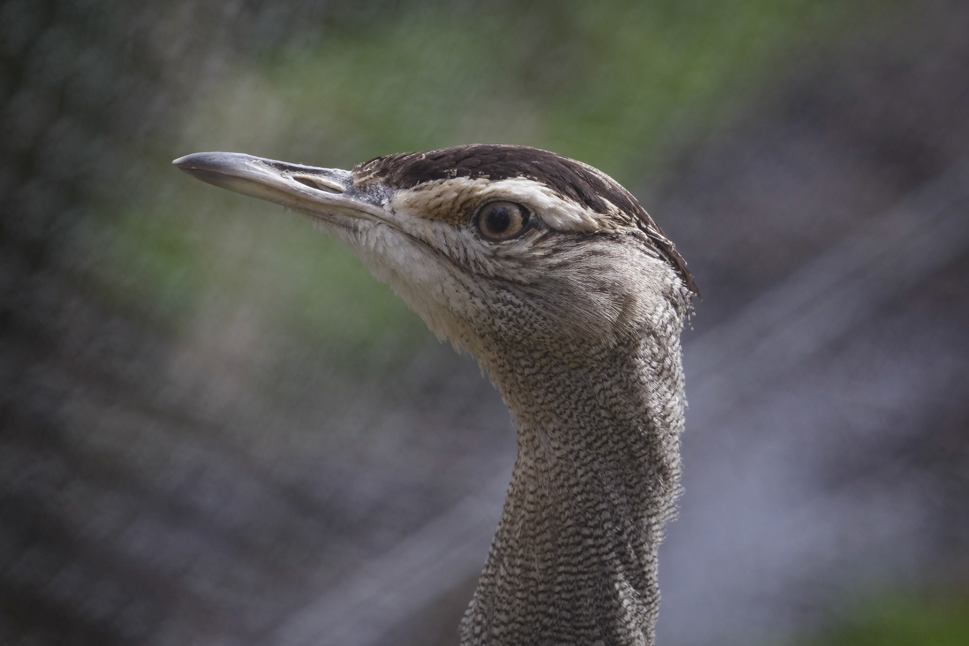 Bustard at Halls Gap Zoo in Halls Gap Victoria, Australia