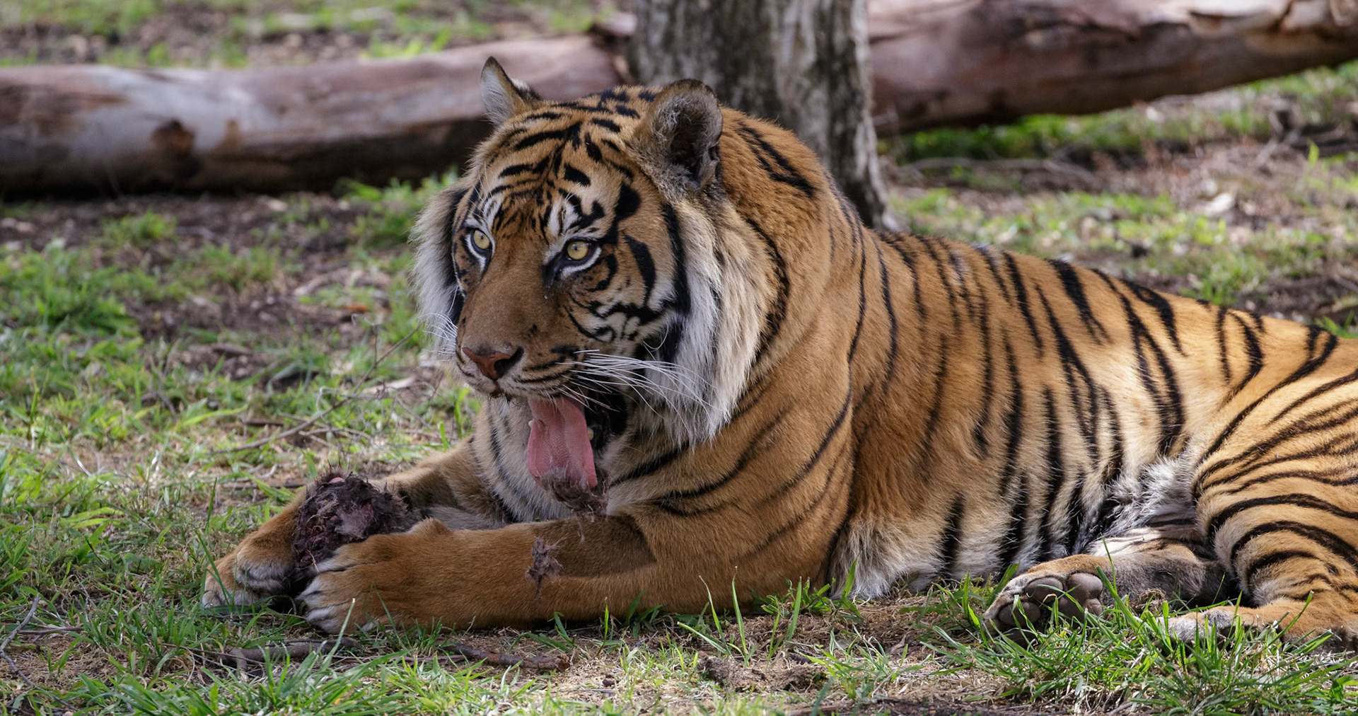 Sumatran Tiger at Dubbo Zoo in Dubbo, Australia