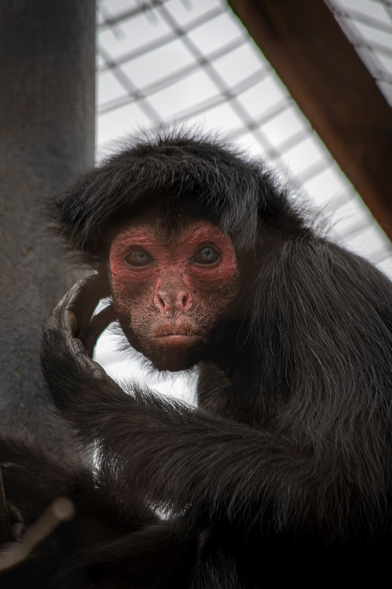 Red-Faced Black Spider Monkey at the Welsh Mountain Zoo, Wales