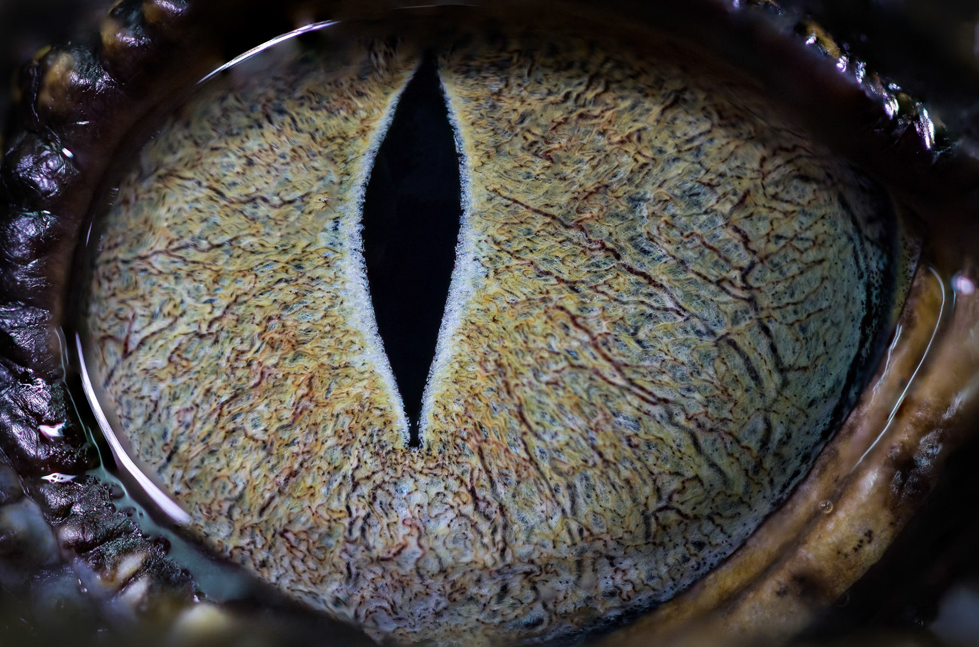 Crocodile (Baby) at the Digital Camera Warehouse Macro WildLife Workshop with the Wild Rangers WildLife Encounters at the Junction in Annerley, Brisbane, Australia