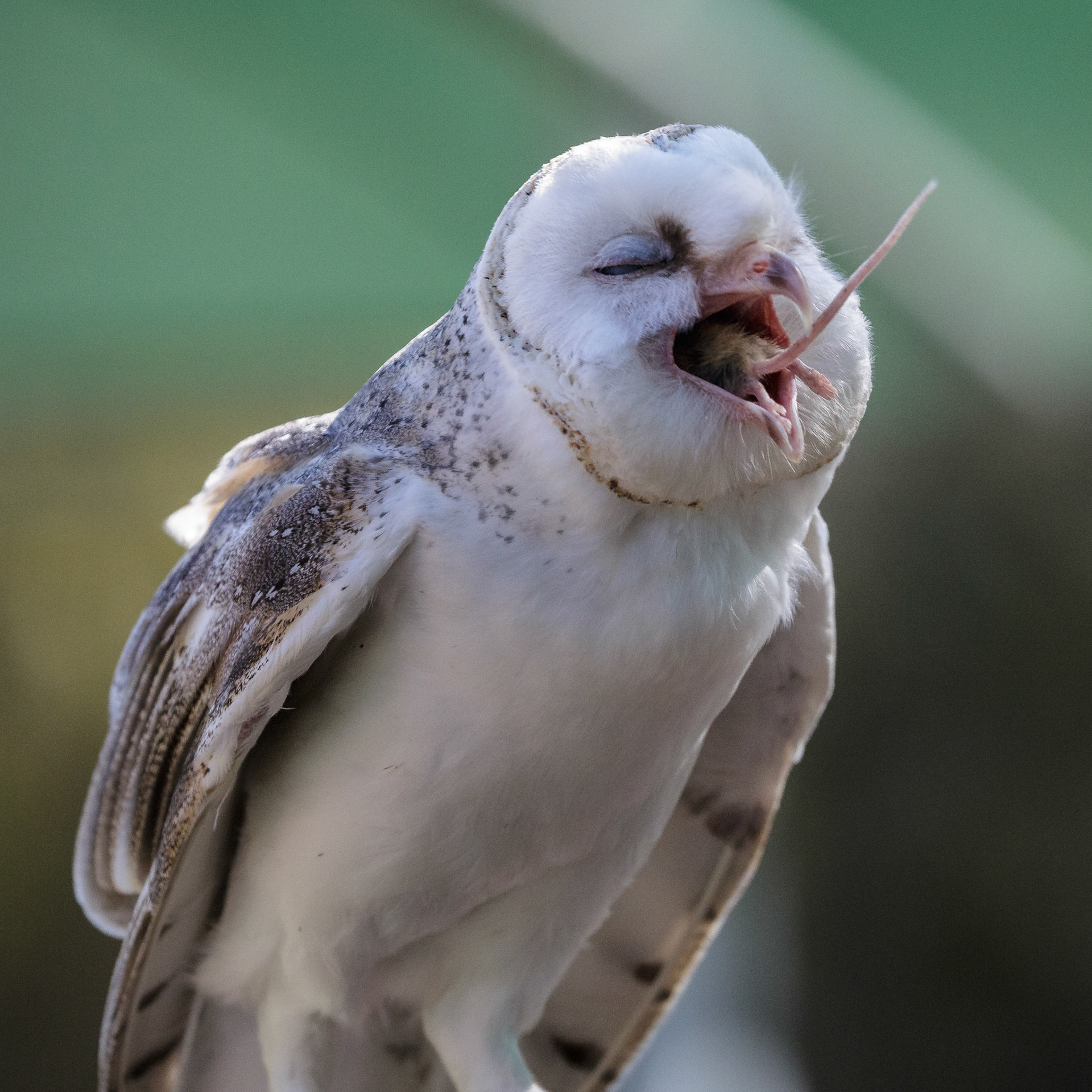 Barn Owl at the Raptor Domain on Kangaroo Island, Australia