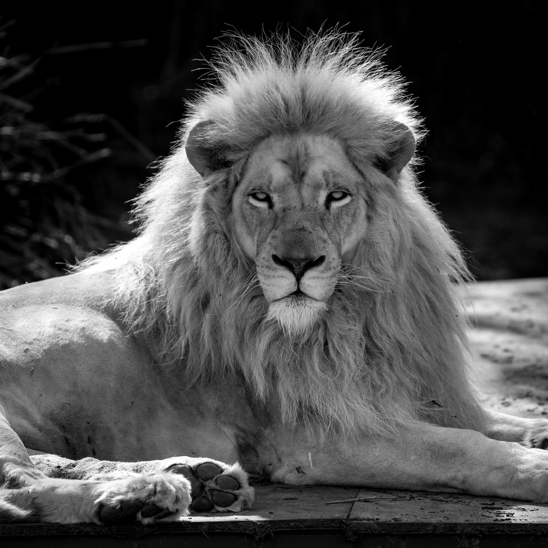 White Lion at National Zoo &amp; Aquarium in Canberra, Australia