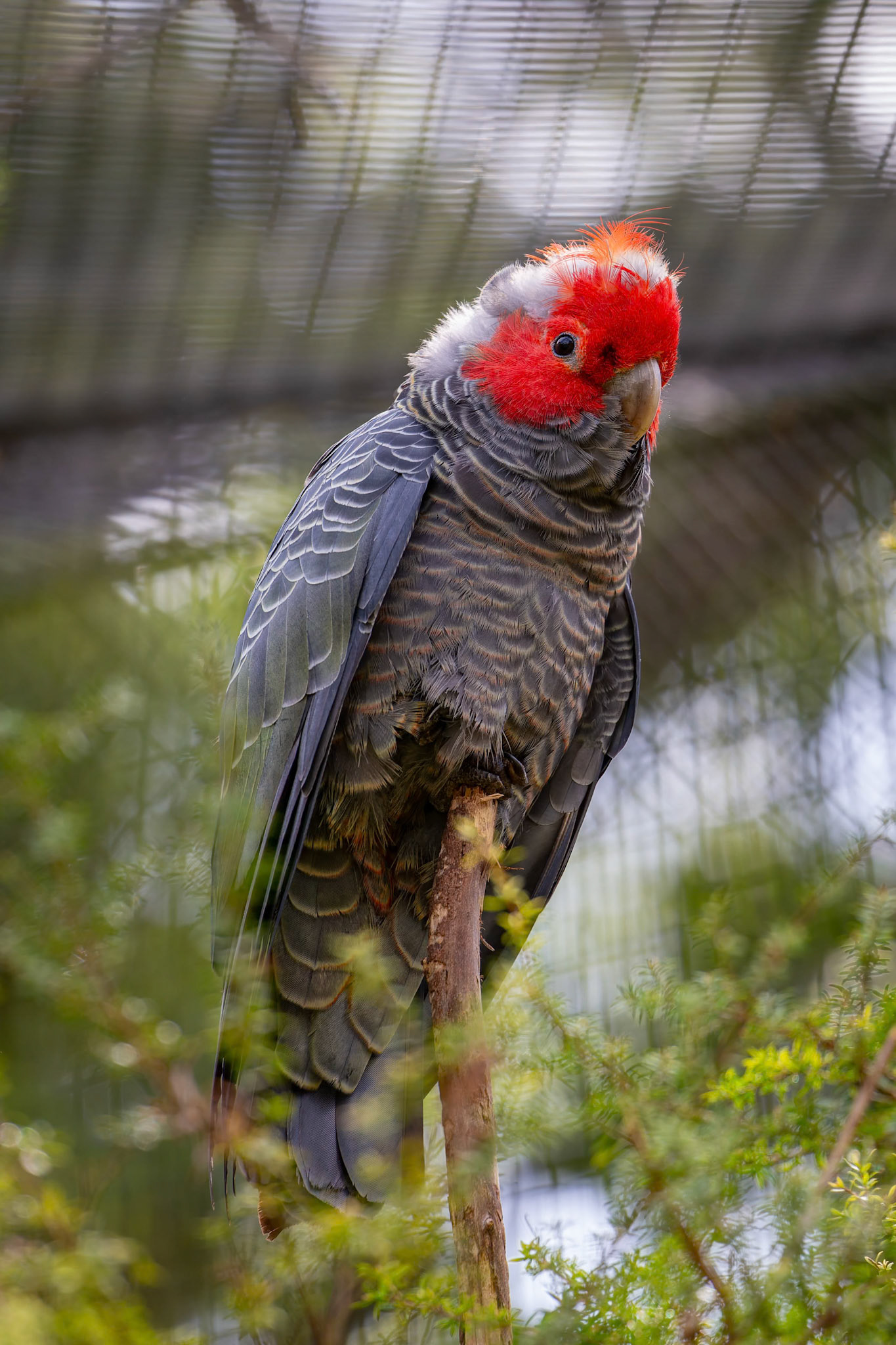 Gang-Gang Cockatoo at Healesville Sanctuary in Healesville, Australia