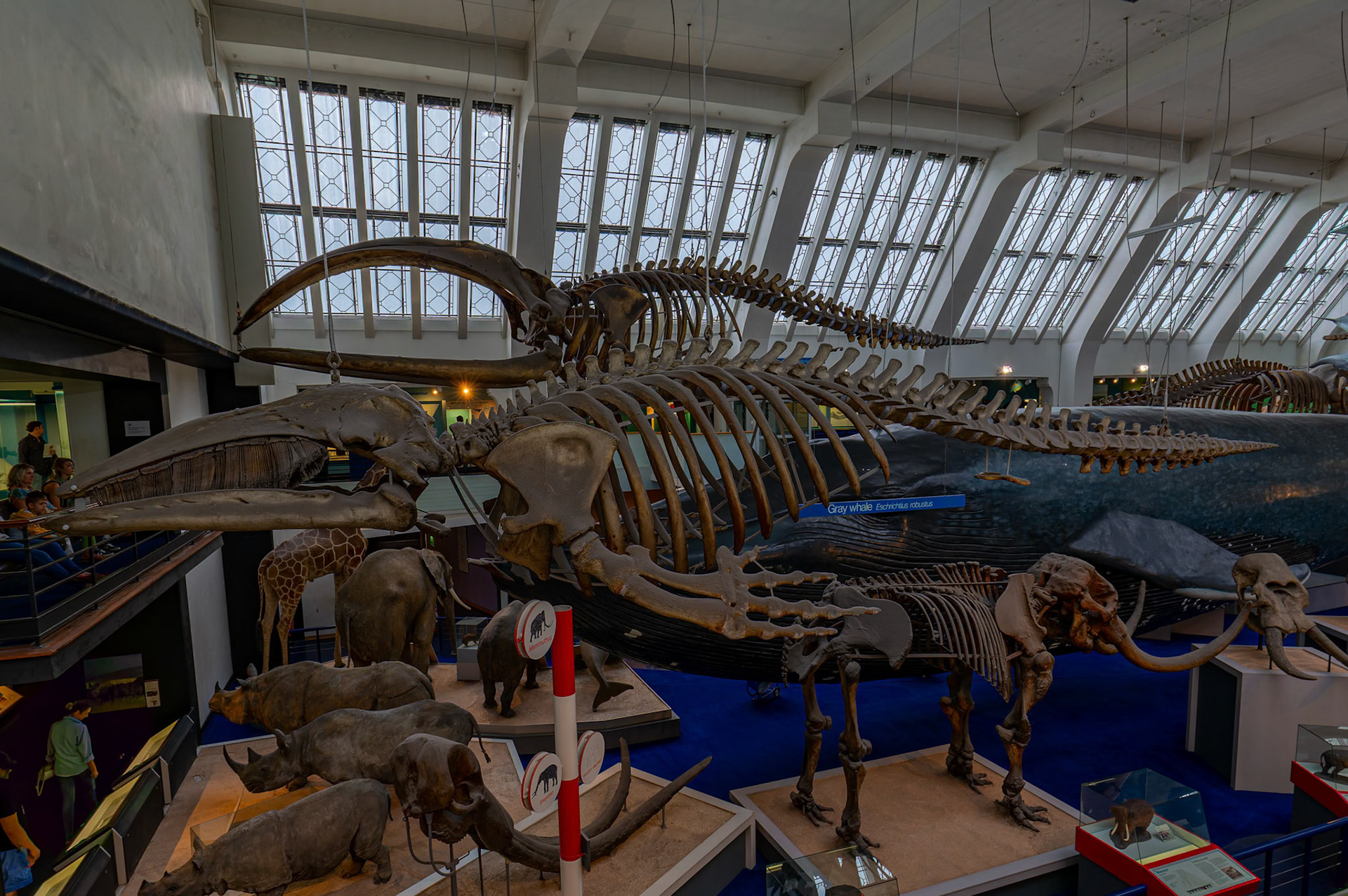 Animal Kingdom at the Natural History Museum in London, England