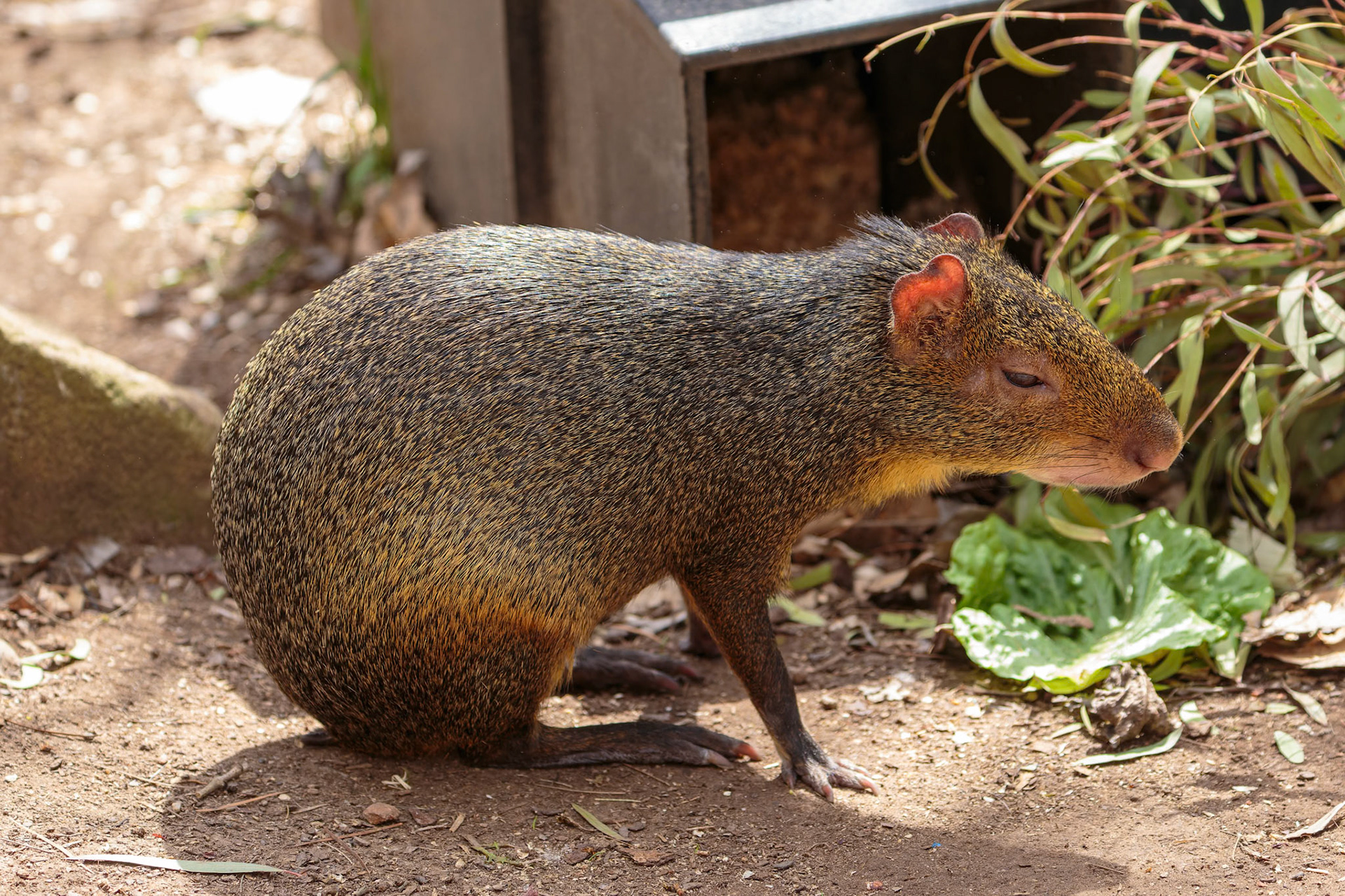 Red Rumped Agouti at National Zoo &amp; Aquarium in Canberra, Australia