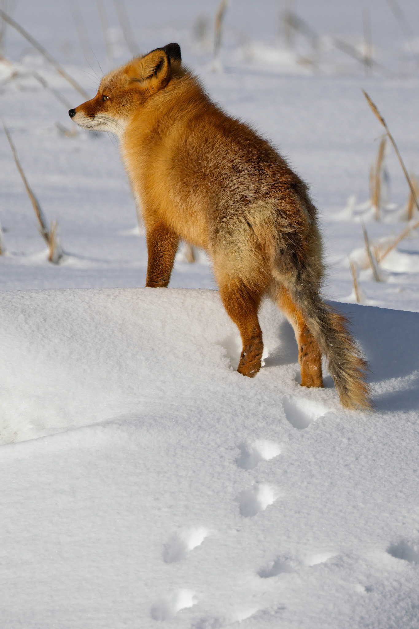Red Fox at Notsuke Peninsula, on the island of Hokkaido, Japan