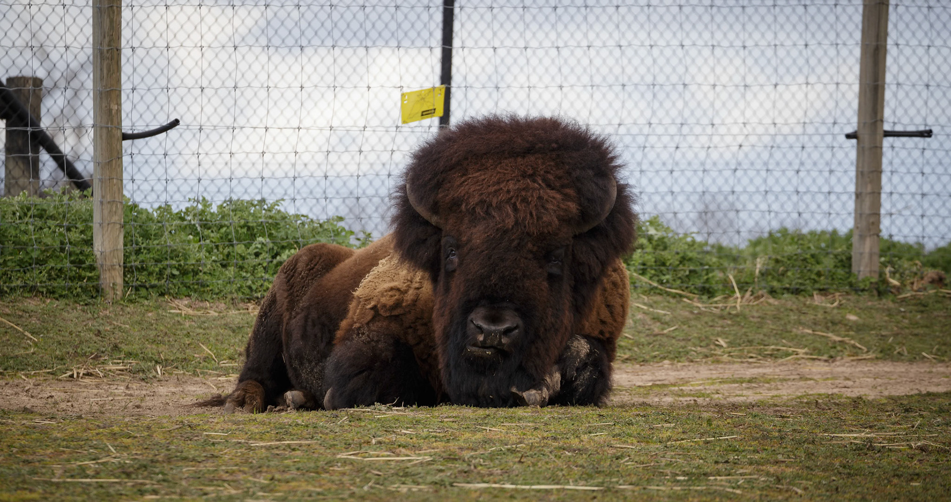 American Bison at Halls Gap Zoo in Halls Gap Victoria, Australia