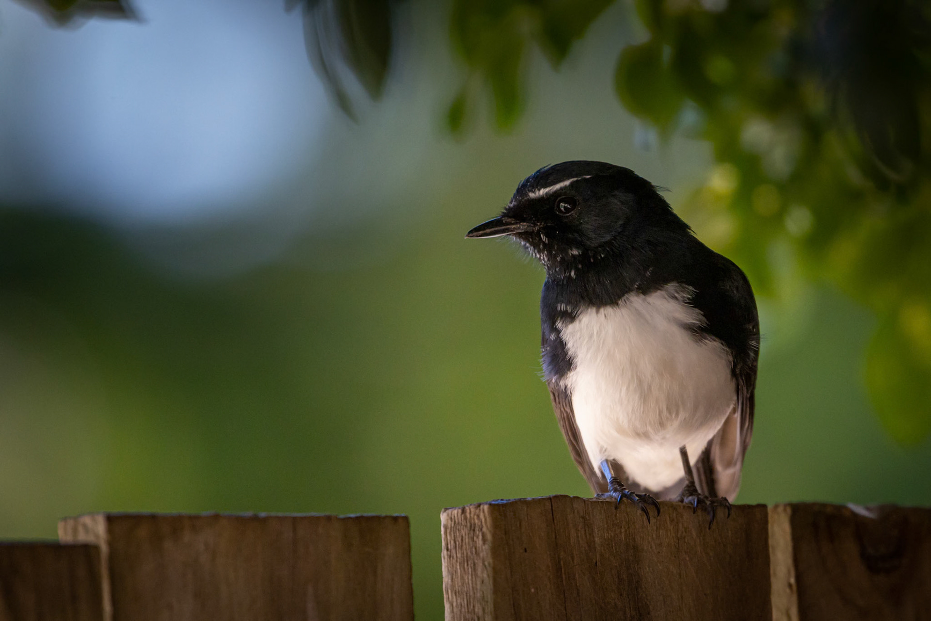 A Willy Wagtail in our frontyard at Algester, Australia