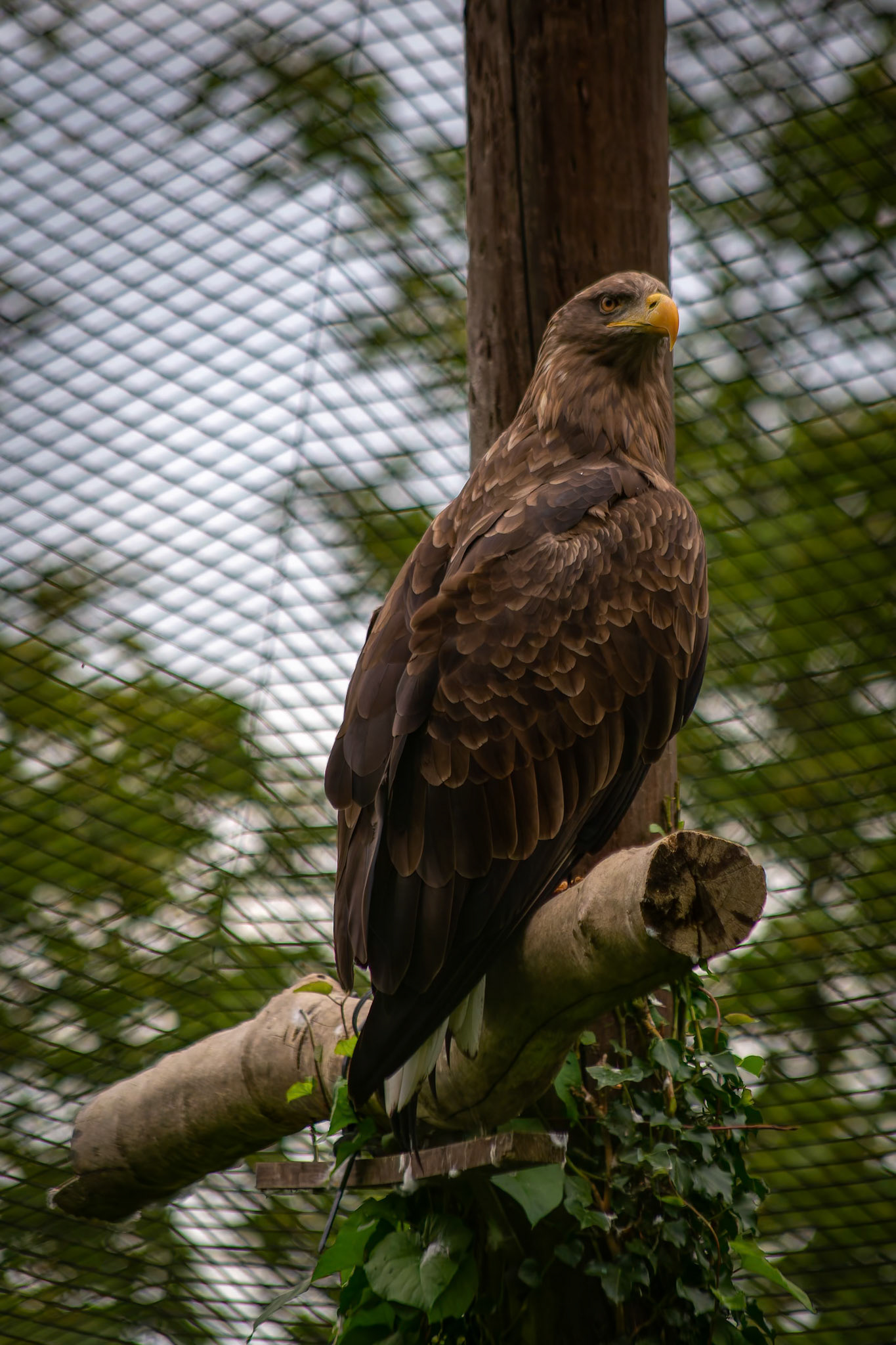 White Tailed Sea Eagle at the Welsh Mountain Zoo, Wales