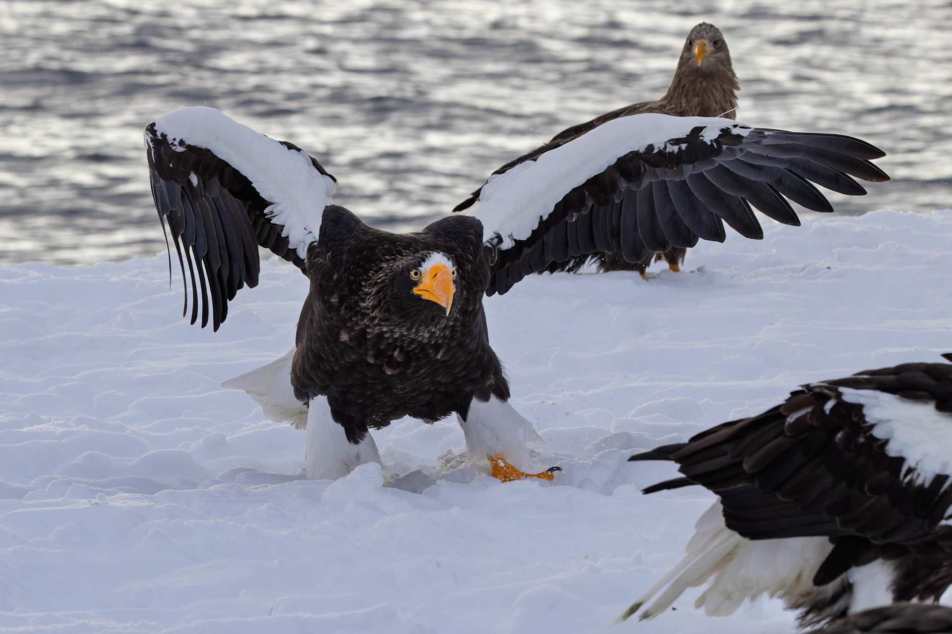 Stella Eagles fighting over fish at Rausu Fishing Port on the Island of Hokkaido, Japan