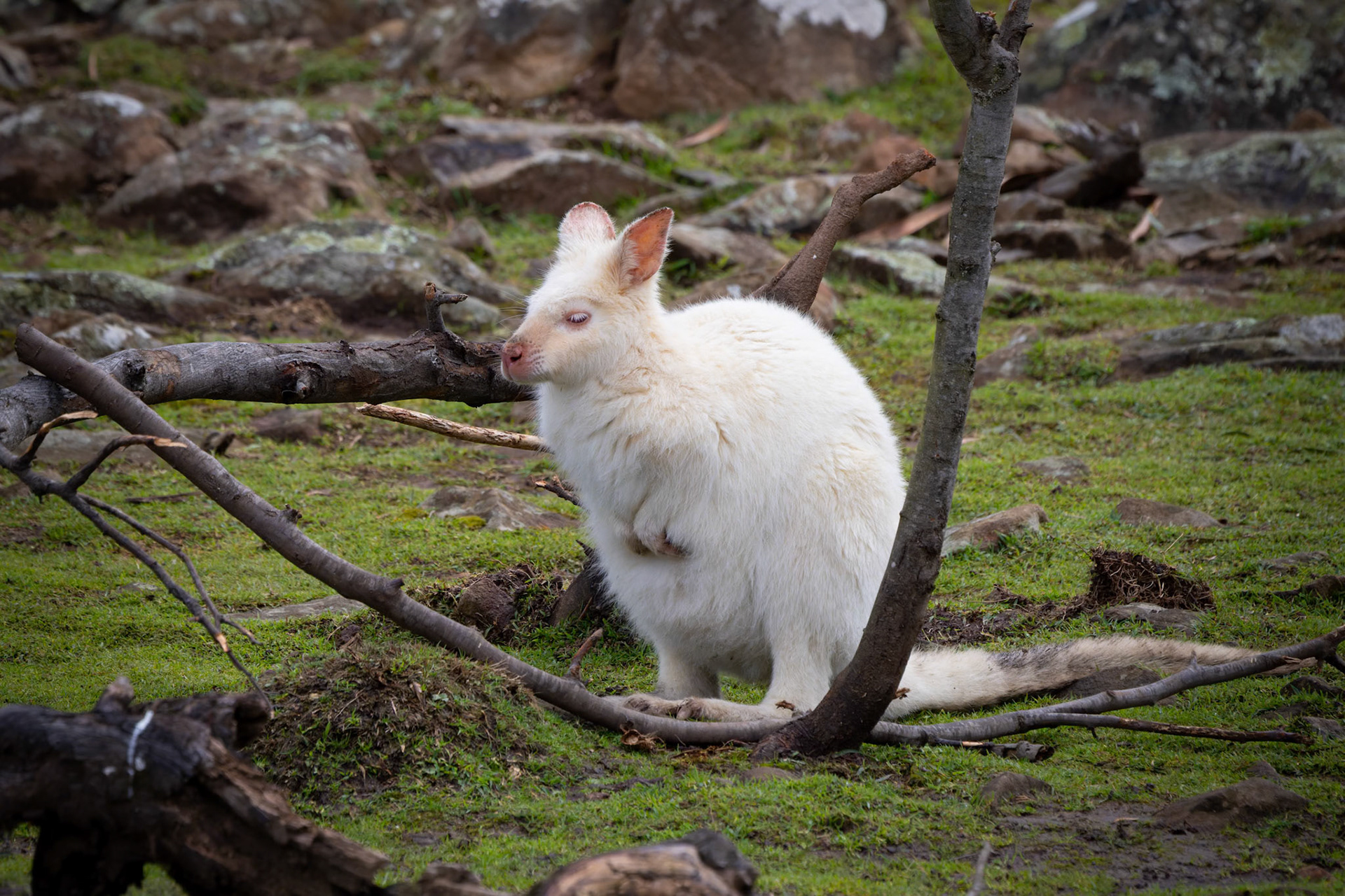 Bruny Island Albino Wallaby at the Tasmanian Zoo outside of Launceston in Tasmania, Australia