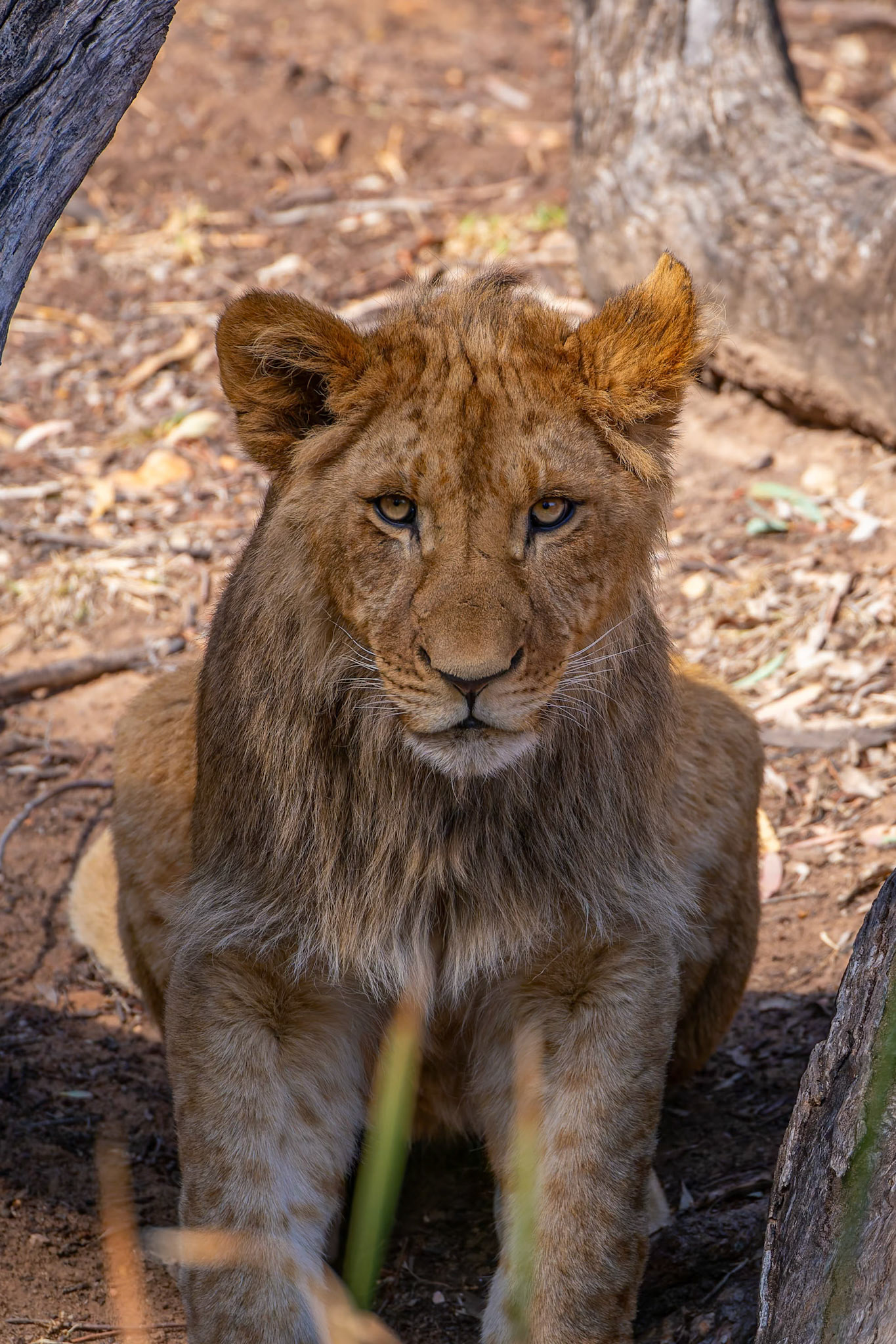 African Lion at Dubbo Zoo in Dubbo, Australia