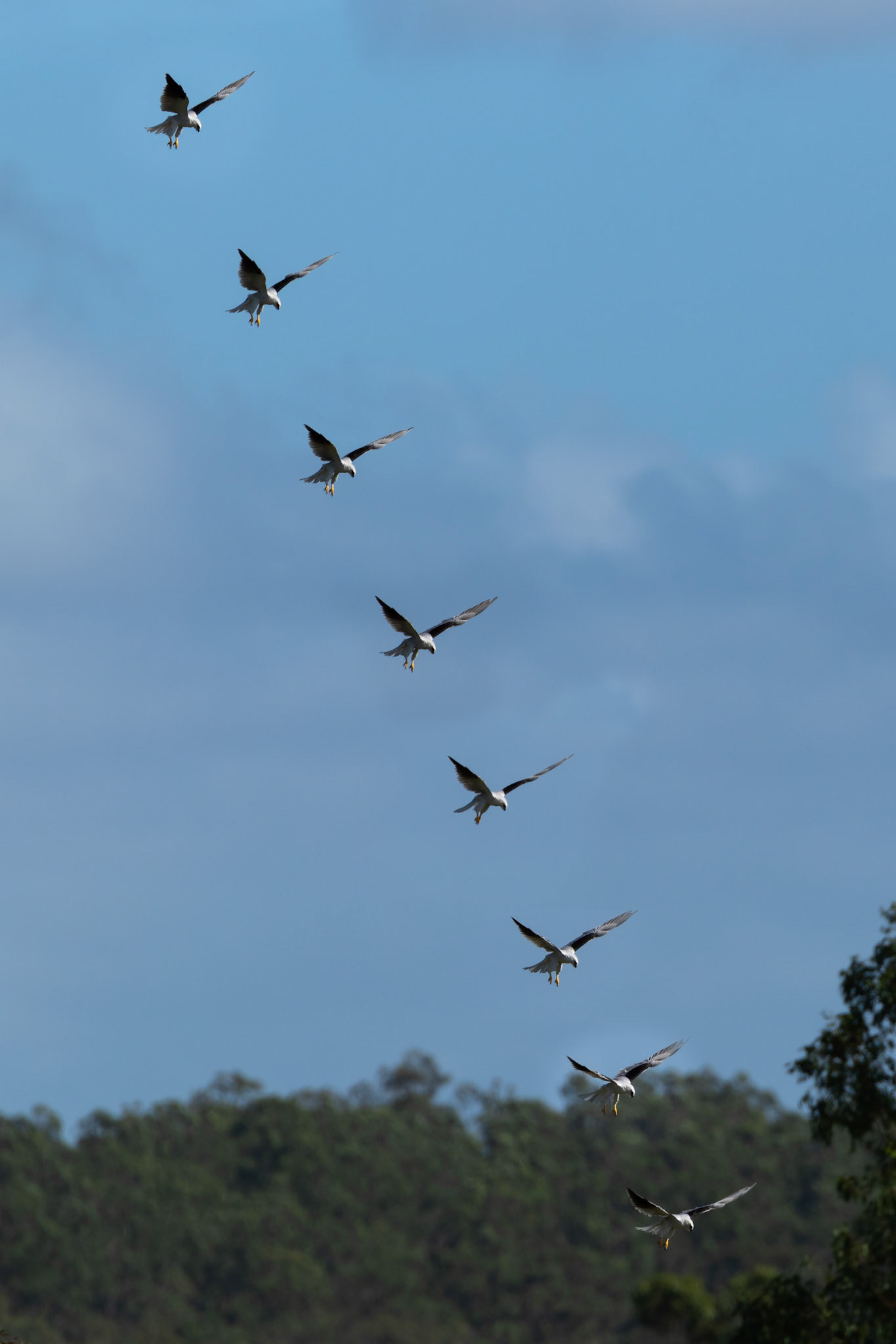 Black Shouldered Kite diving at a prey, in Springfield, Australia