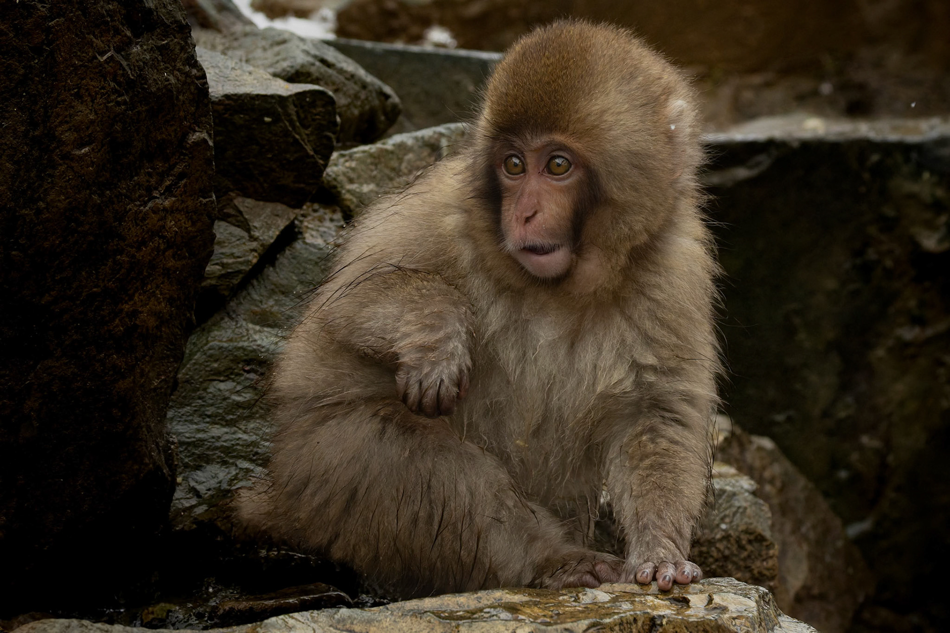 Baby Japanese macaque (Snow Monkey) at Jigokudani Yaen-Koen, Japan