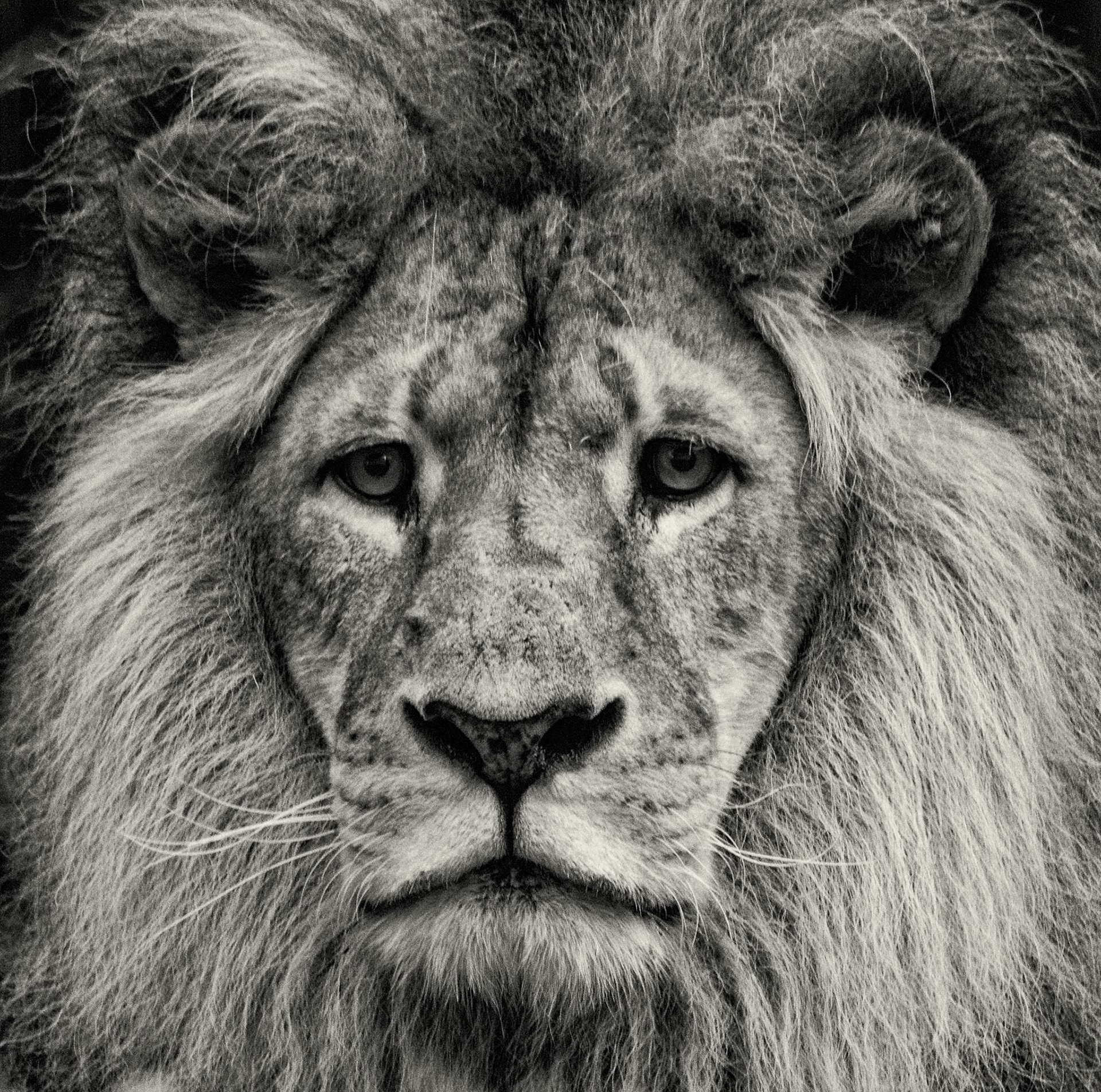 2015-09-14 - Taronga Zoo Roar and Snore - Lion 02