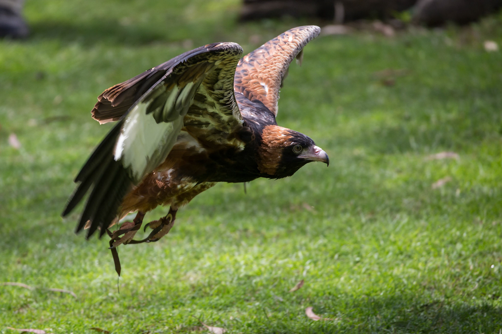 Black-Breasted Buzzard during the Spirits of the Sky at Healesville Sanctuary in Healesville, Australia