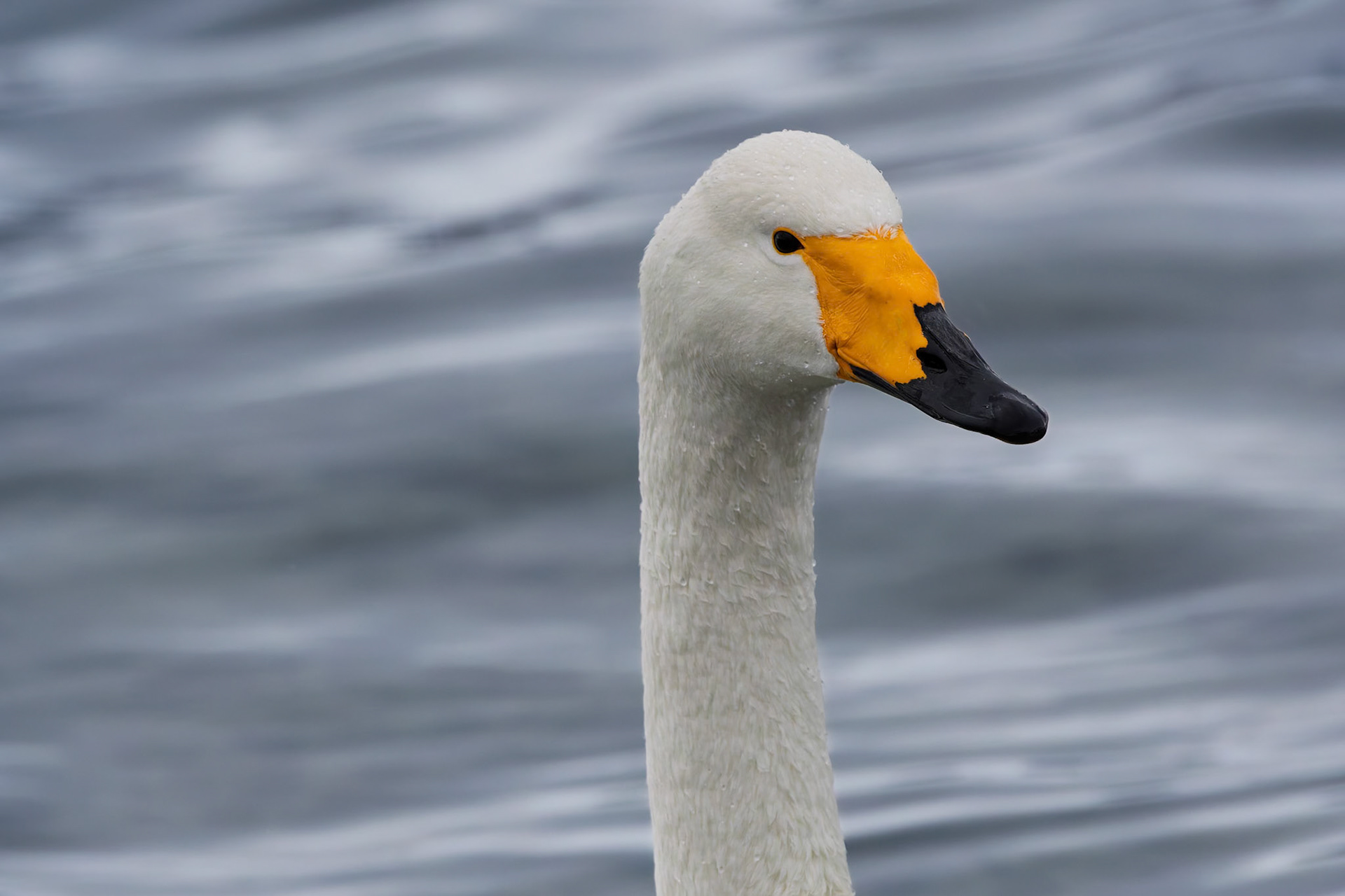Whooper swan at the Akan International Crane Center in Kushiro on the island of Hokkaido, Japan