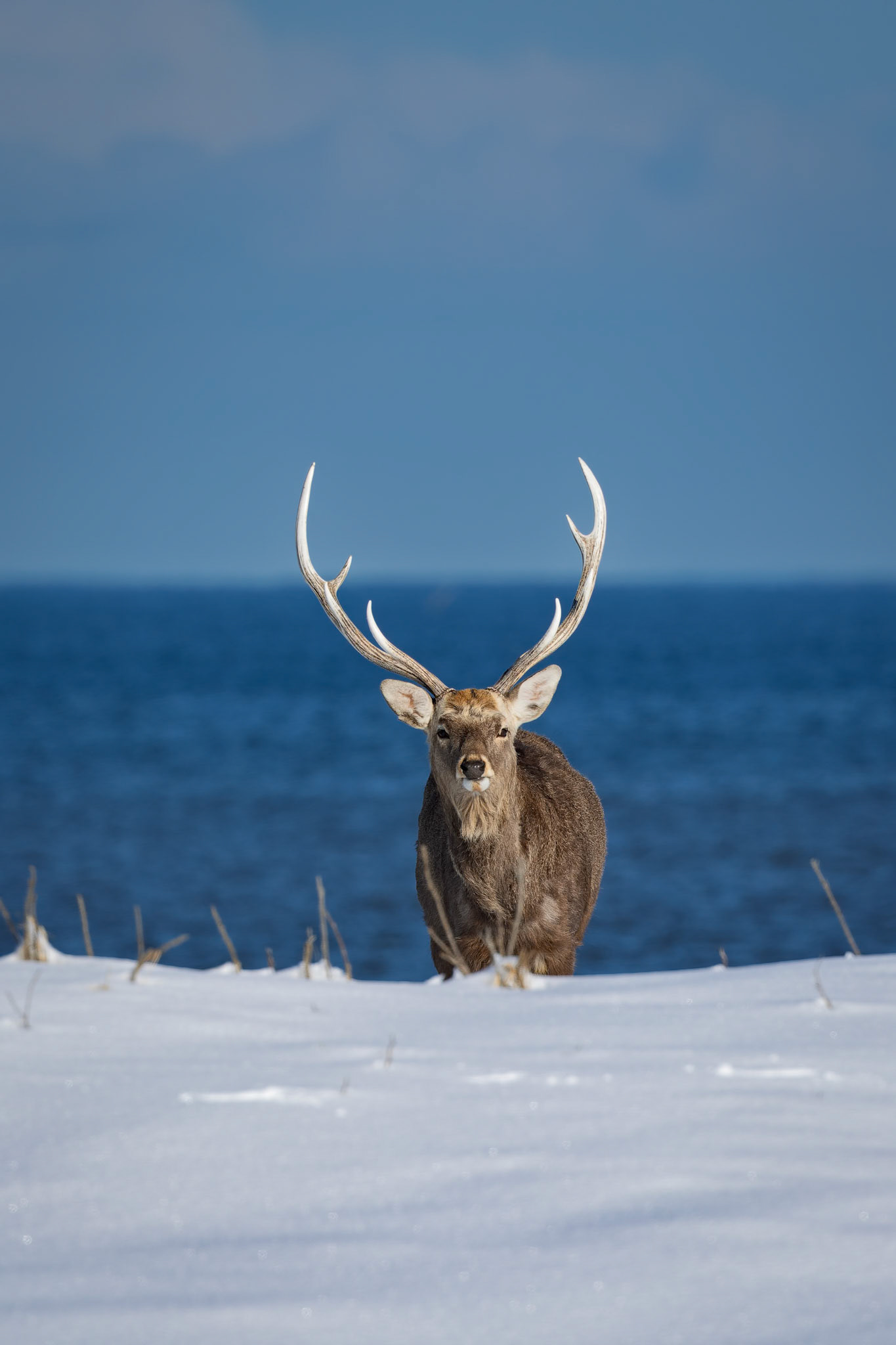 Yezo sika deer at Notsuke Peninsula, on the island of Hokkaido, Japan