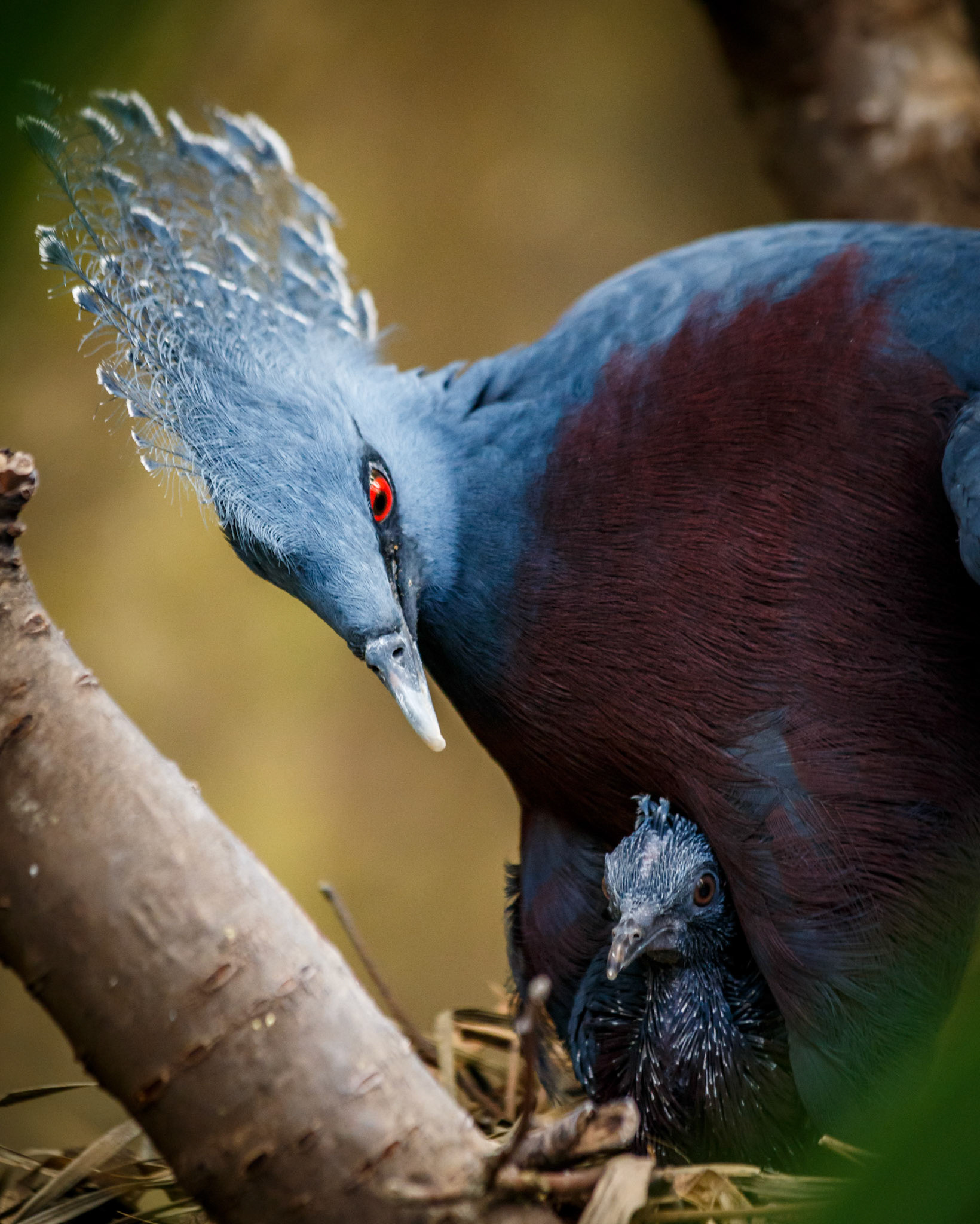 Victoria Crowned Pigeon with Baby at the Edinburgh Zoo, Scotland