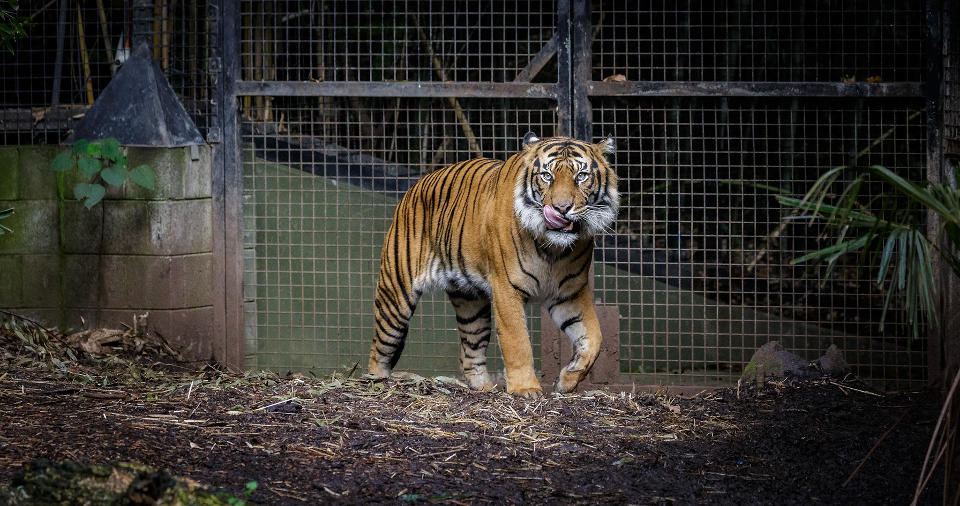 Sumatran Tiger at the Melbourne Zoo in Melbourne, Australia