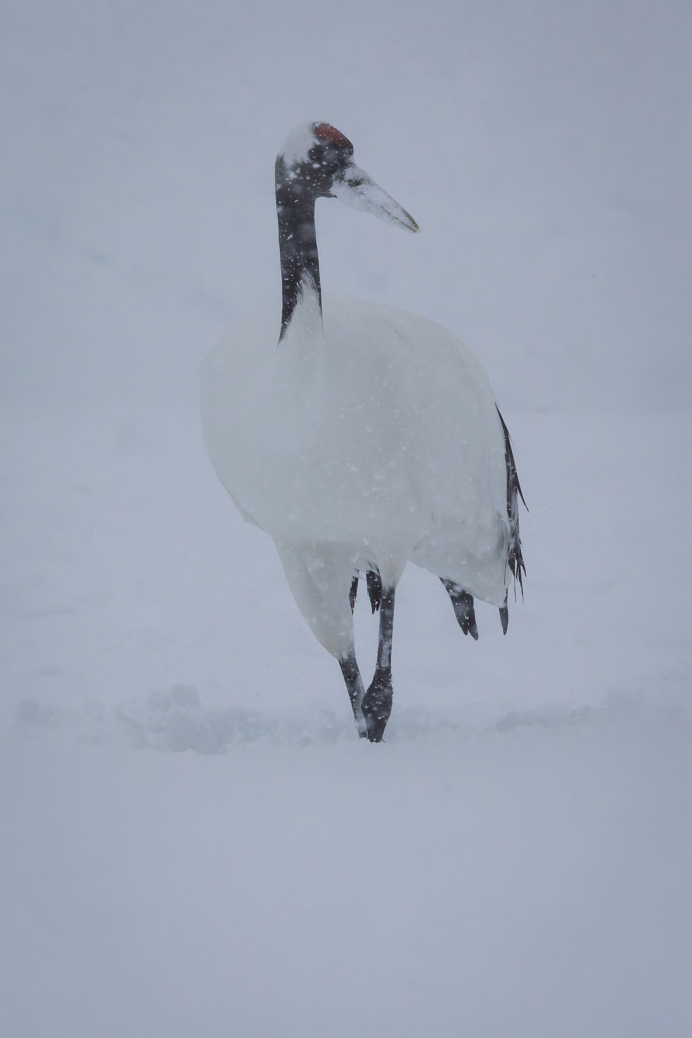Red-Crowned Crane at the Akan International Crane Center in Kushiro on the island of Hokkaido, Japan