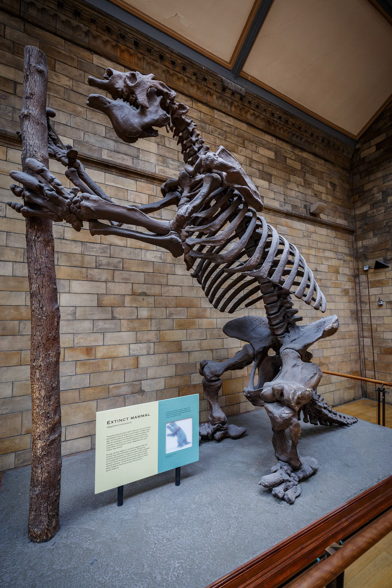 Extinct Mammal at the Natural History Museum in London, England