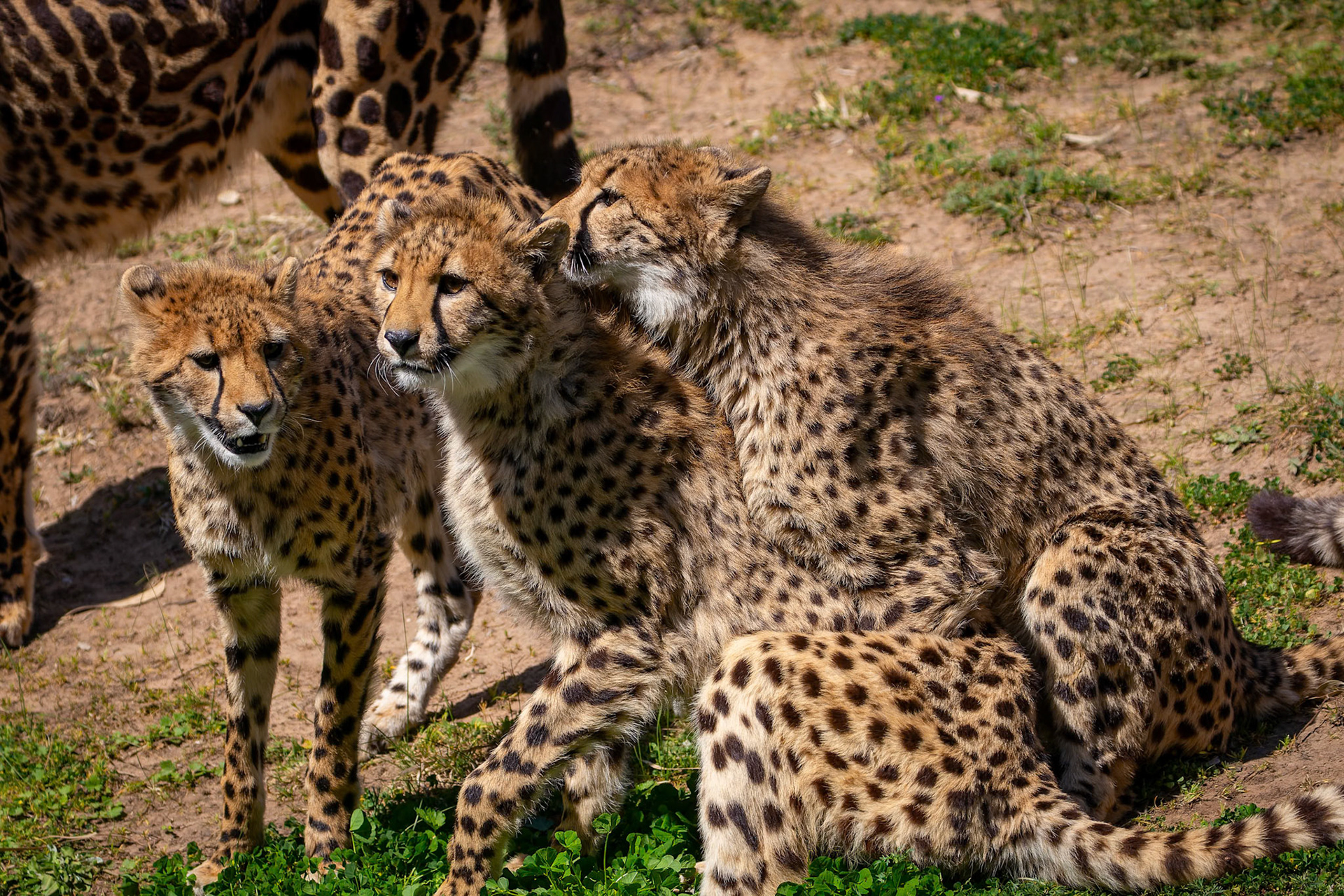 Cheetah at Dubbo Zoo in Dubbo, Australia