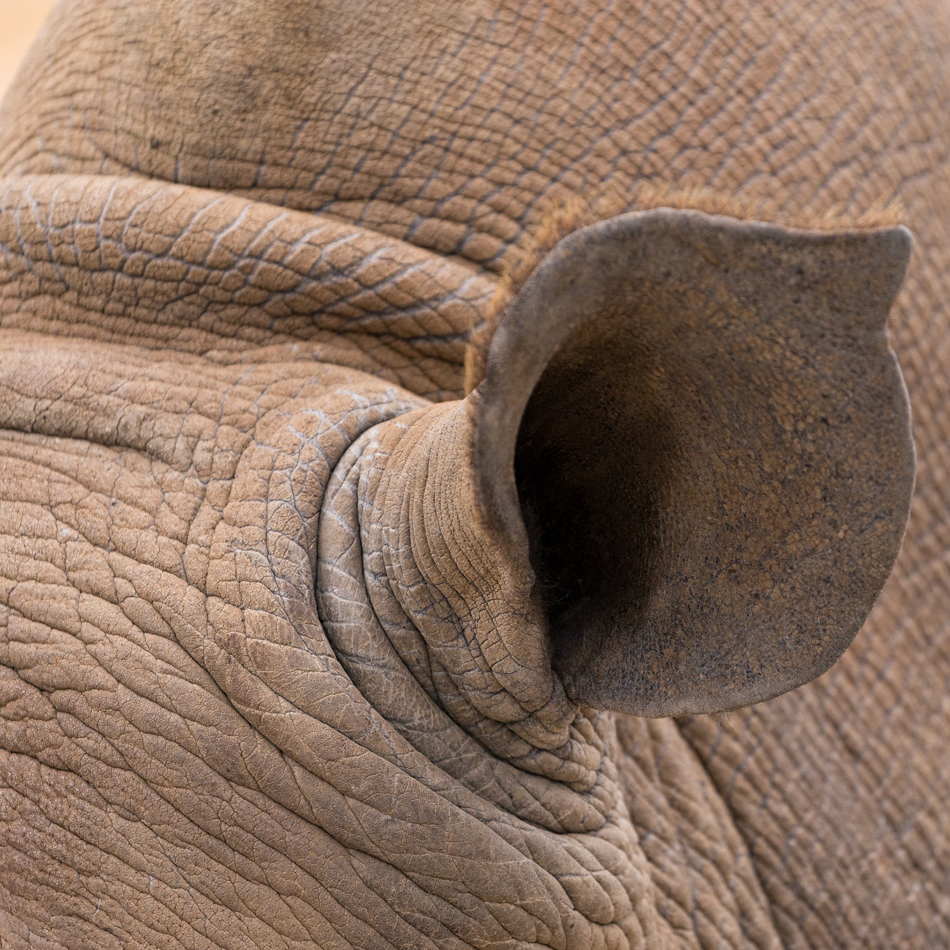 The ear of a Southern White Rhinoceros at the Monarto Zoo, South Australia, Australia