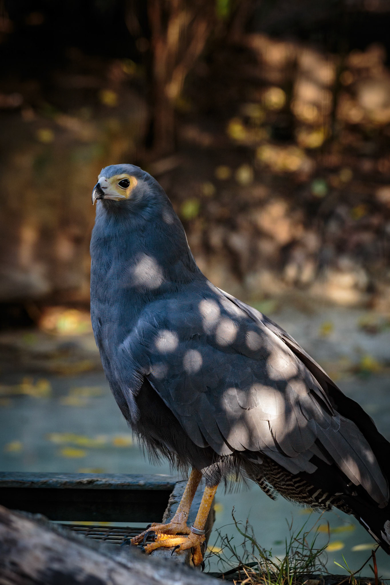 African Harrier Hawk at the London ZSL