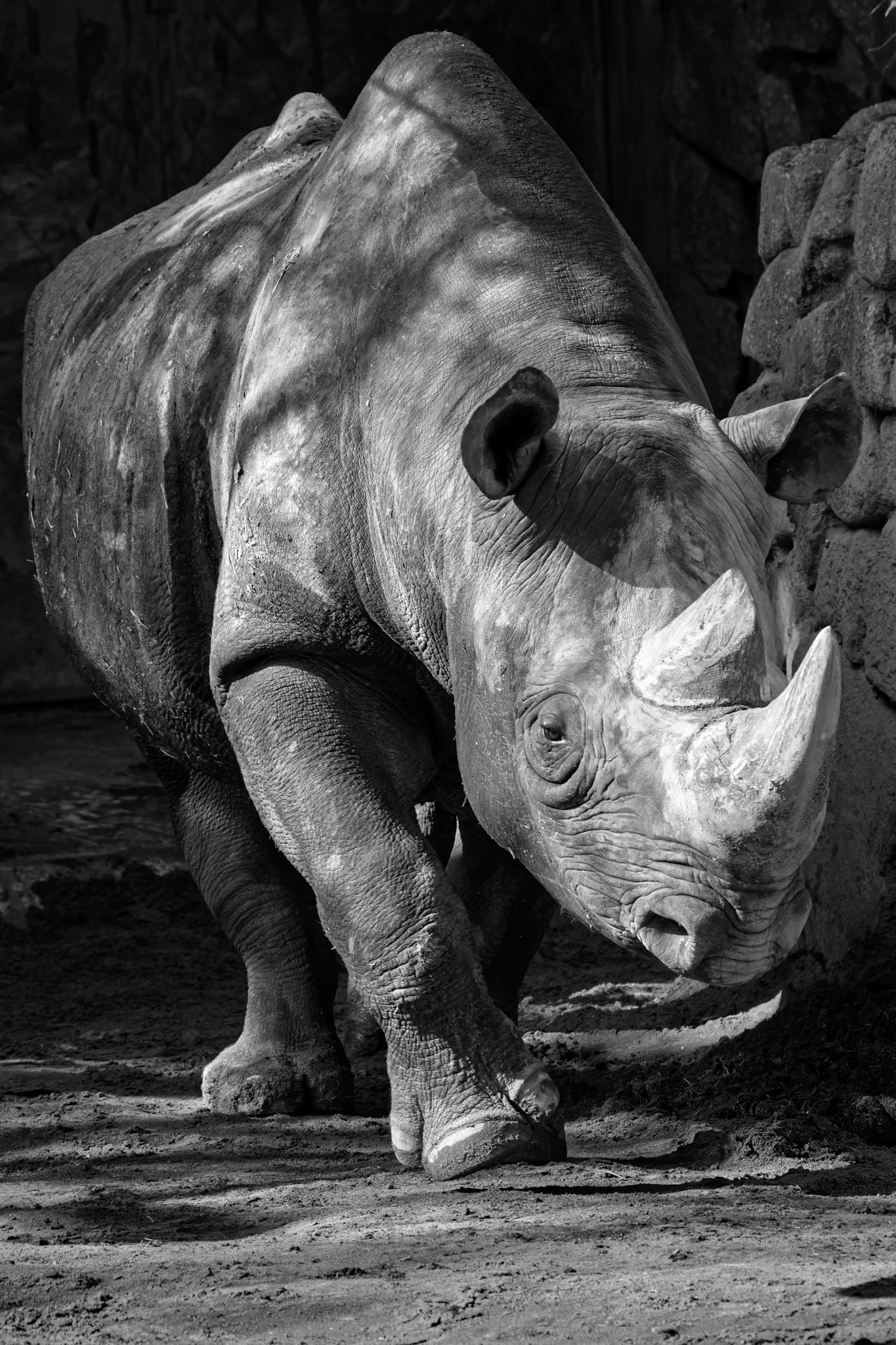 Eastern Black Rhinoceros at Ueno Zoological Gardens in Tokyo, Japan