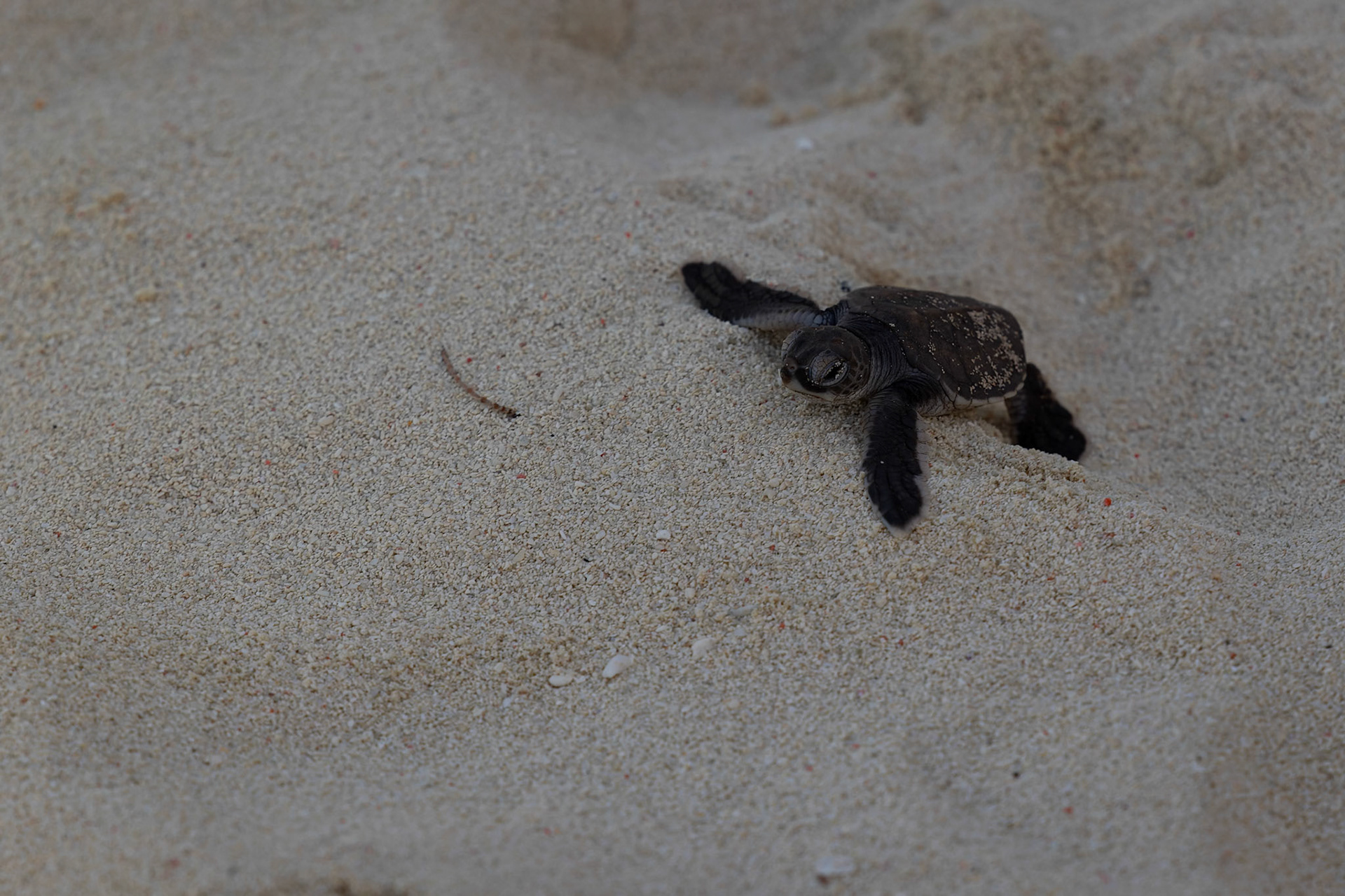 A Baby Turtle making the sprint to the ocean on Heron Island, Australia