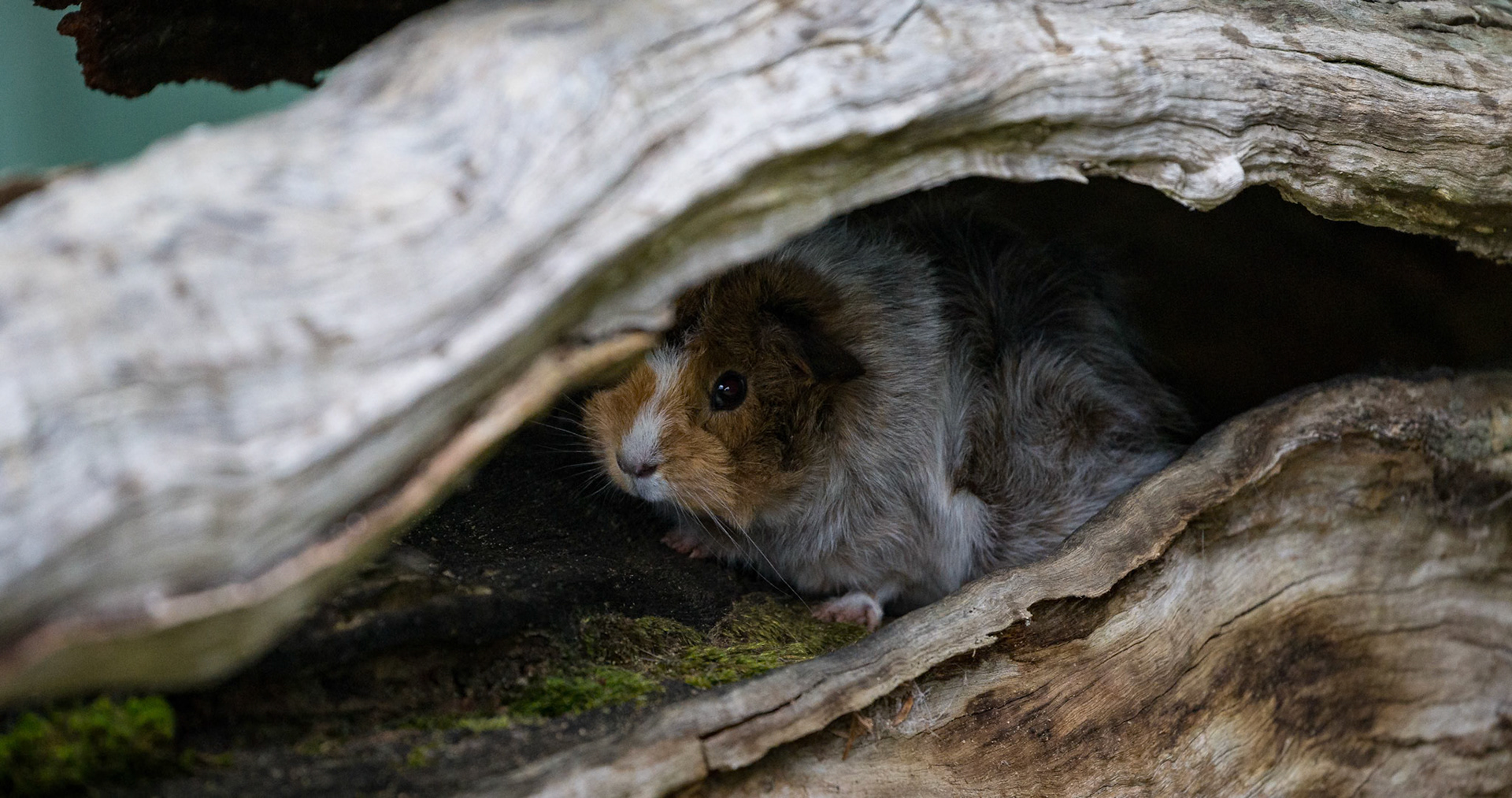Guinea Pig at the Kangaroo Island Wildlife Park on Kangaroo Island, Australia